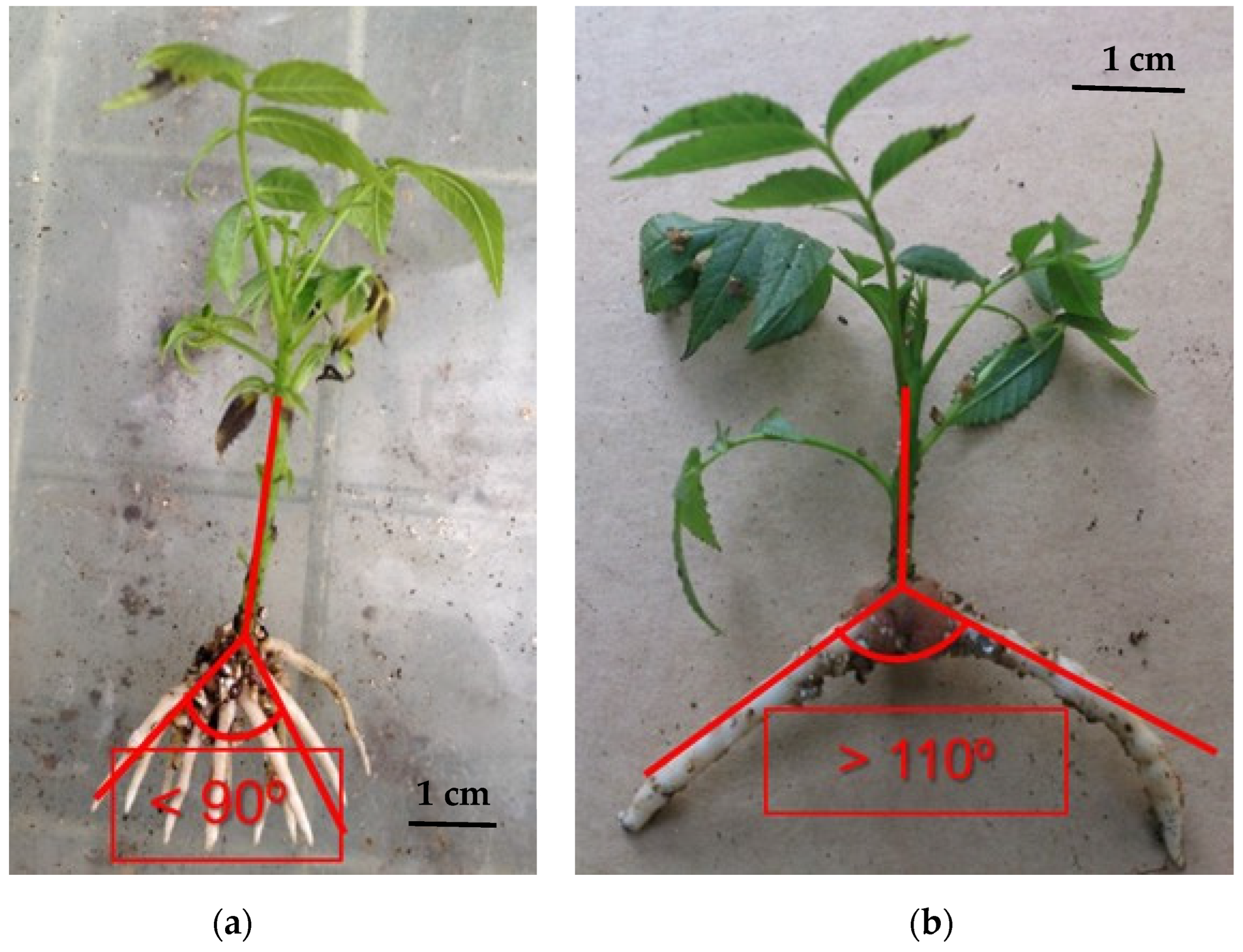 Plants 11 03040 g002a