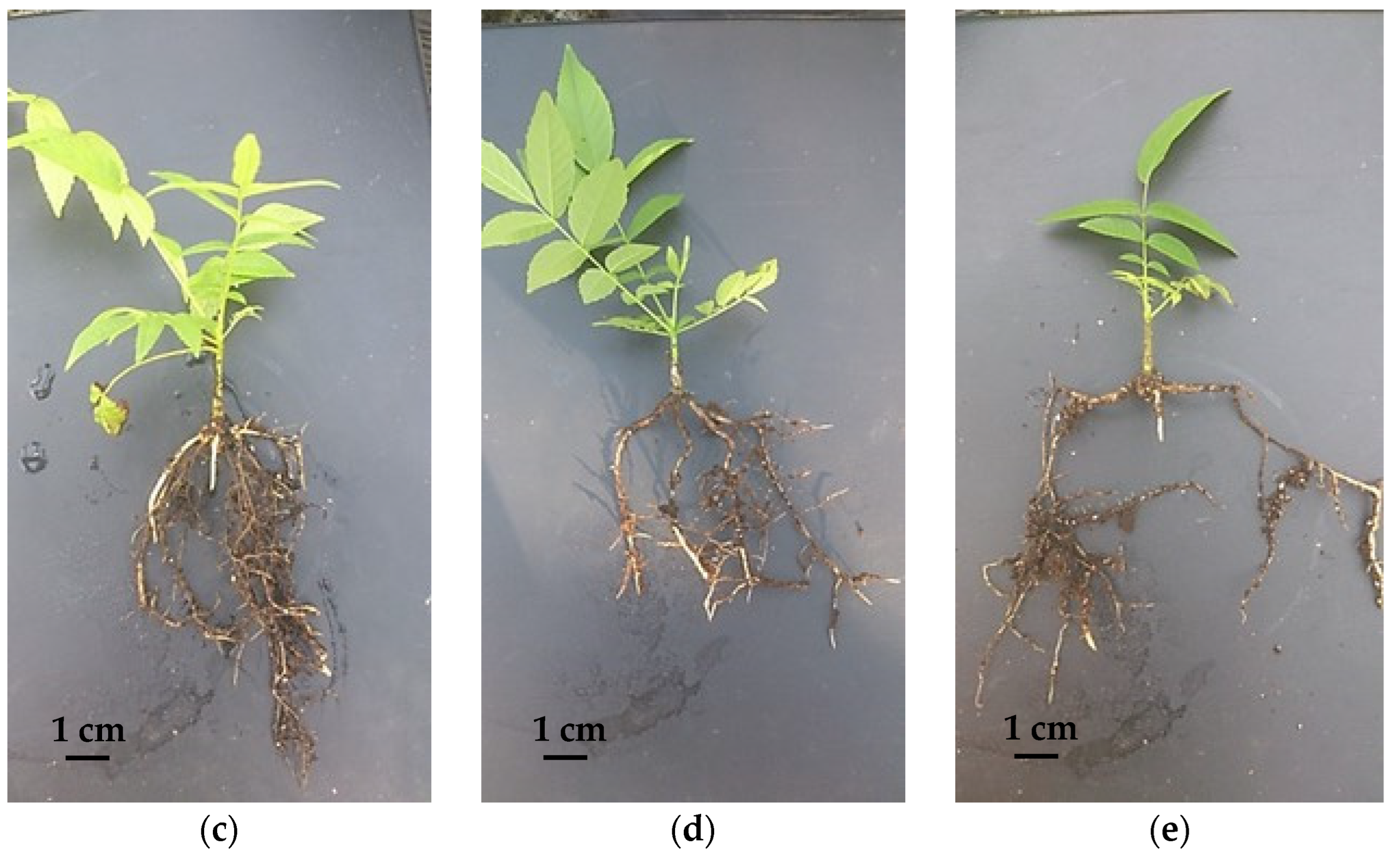 Plants 11 03040 g002b