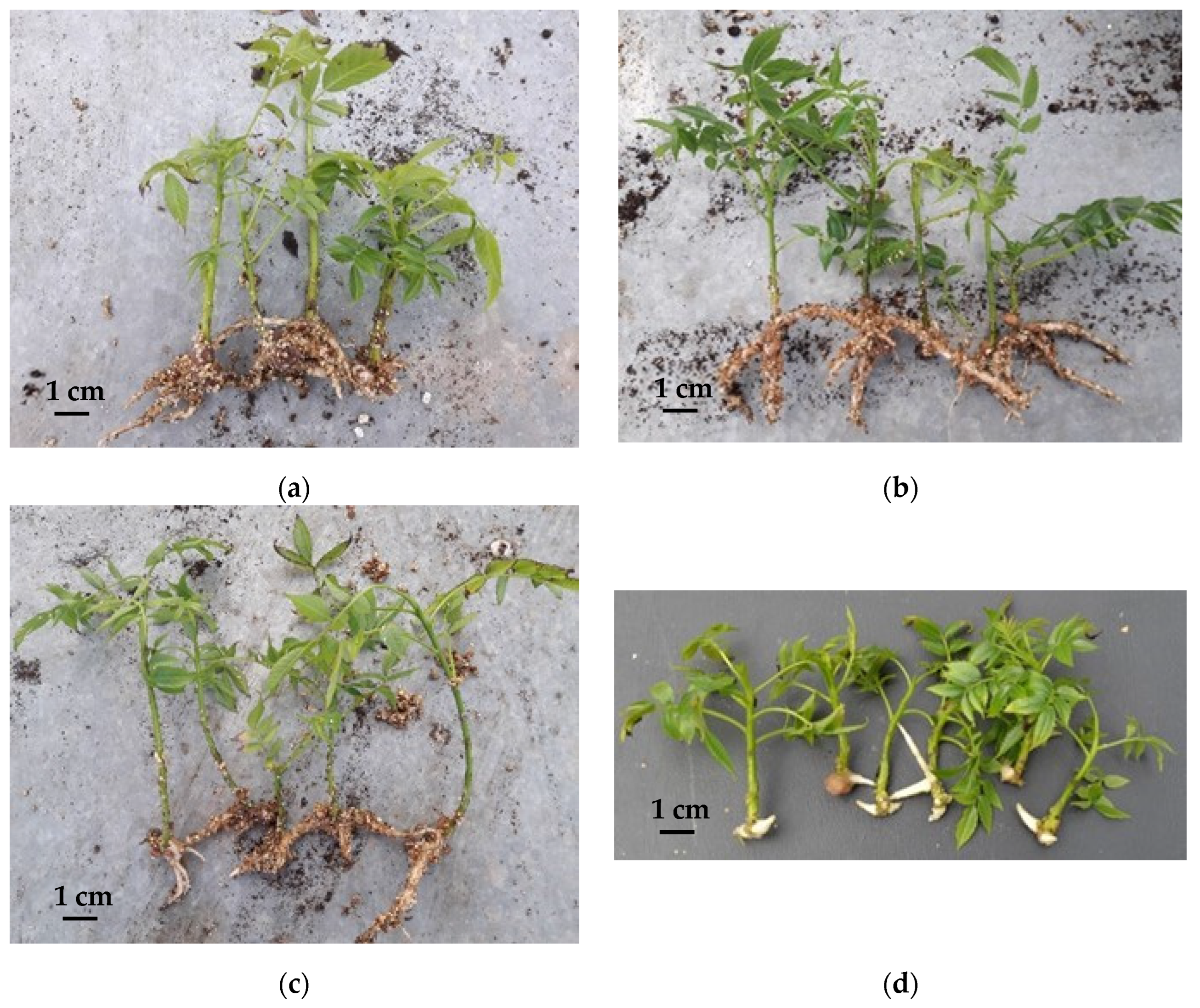 Plants 11 03040 g003