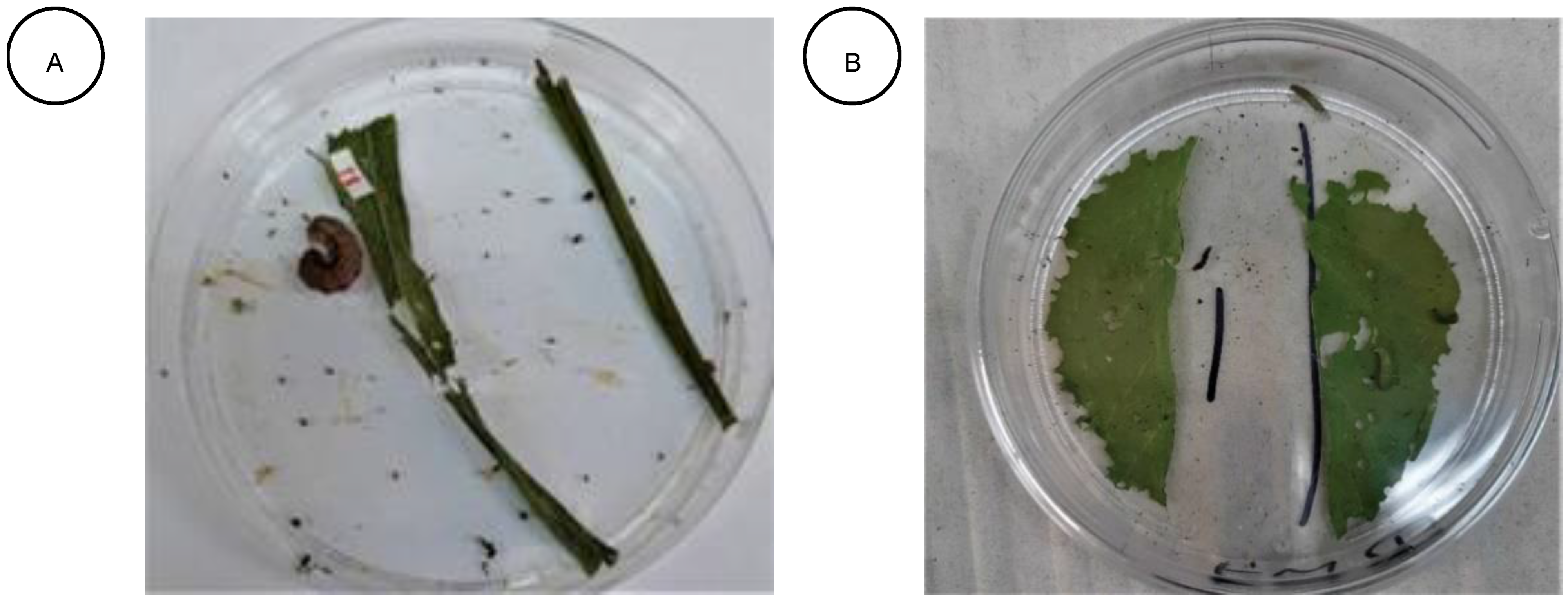 Plants 11 03046 g002