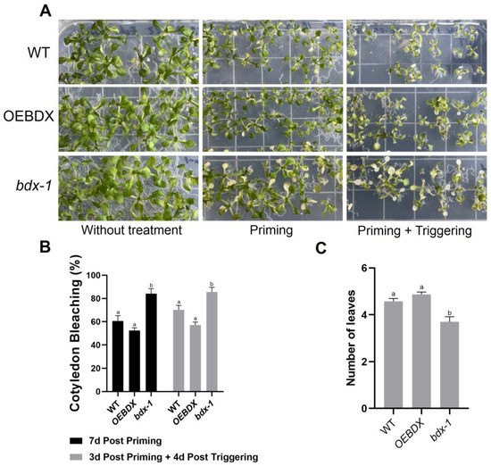 Plants Free FullText BIIDXI, a DUF642 Cell Wall Protein That