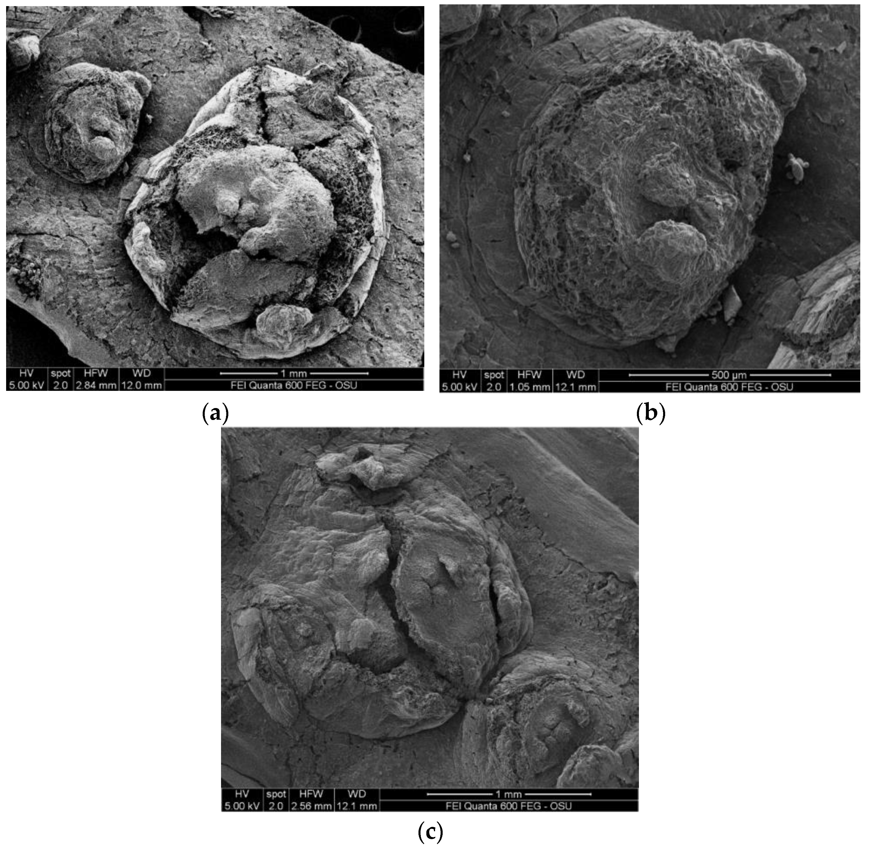 Plants 11 03055 g004