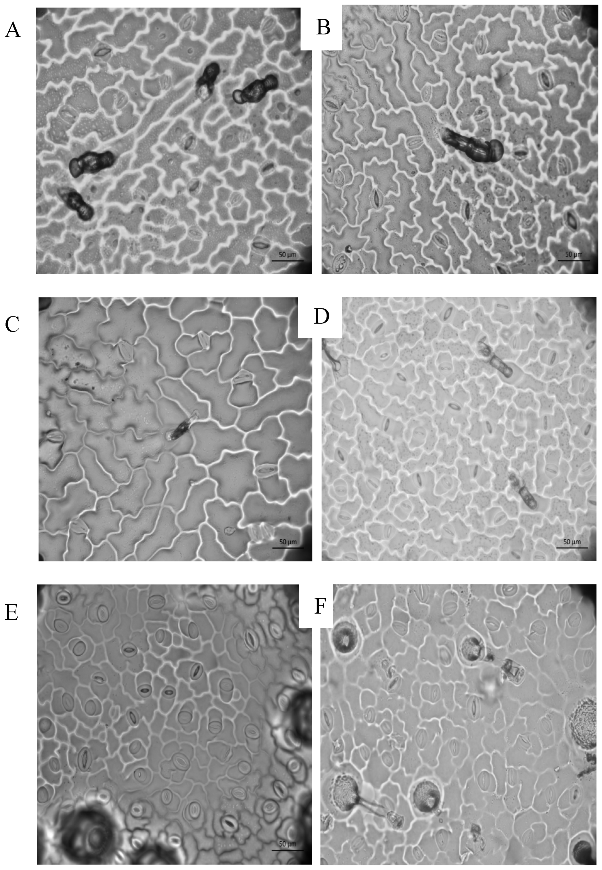 Plants 11 03062 g003 Plants 11 03062 g003