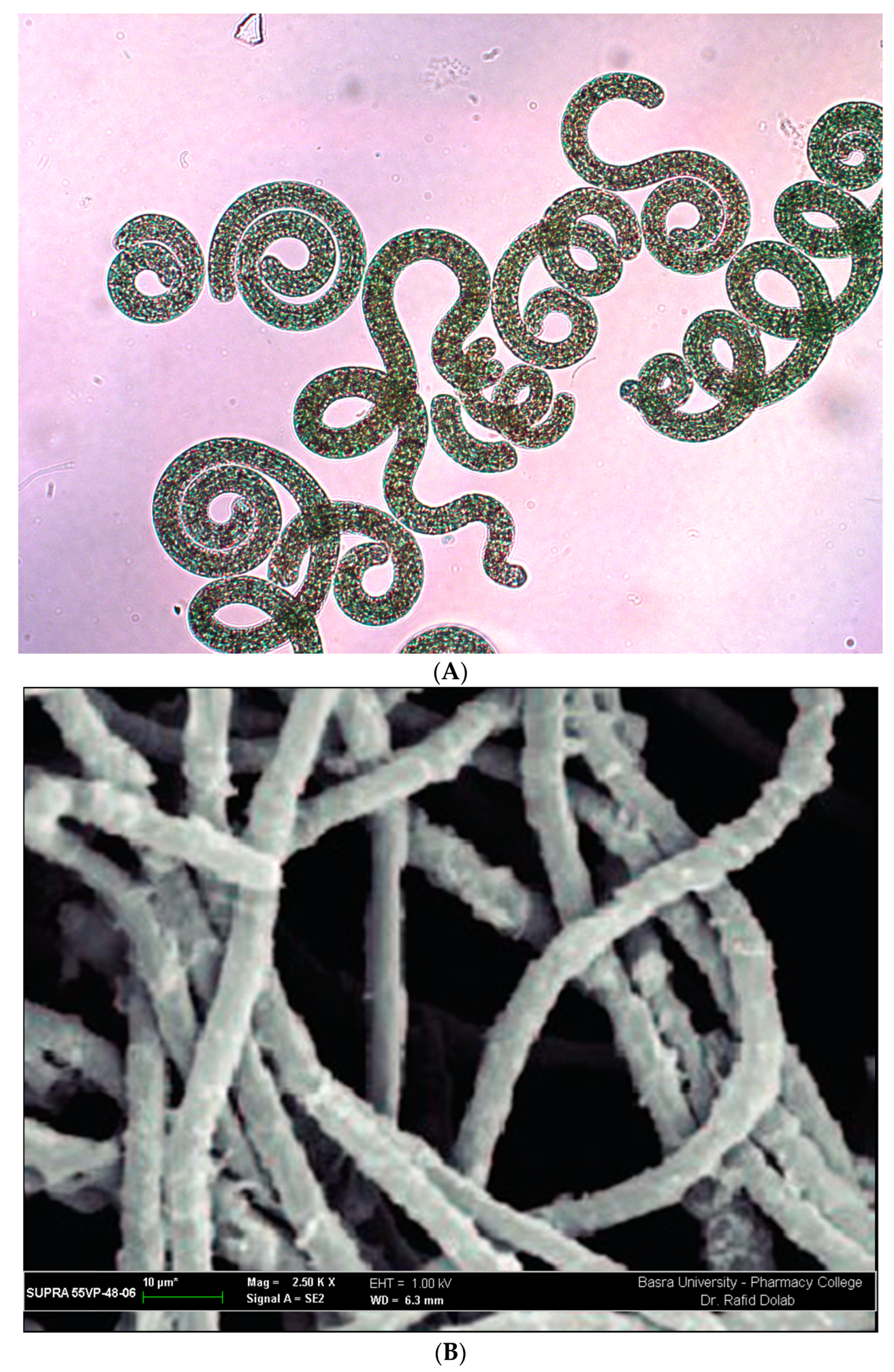 Plants 11 03063 g001