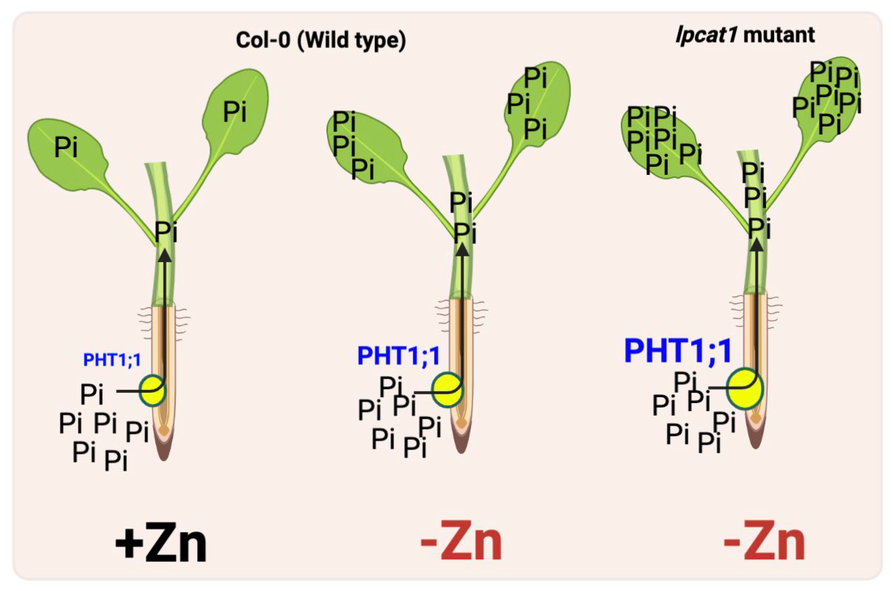 Plants 11 03066 g001 Plants 11 03066 g001