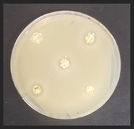 Plants 11 03080 i002