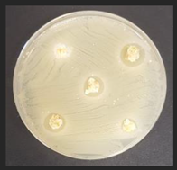 Plants 11 03080 i004