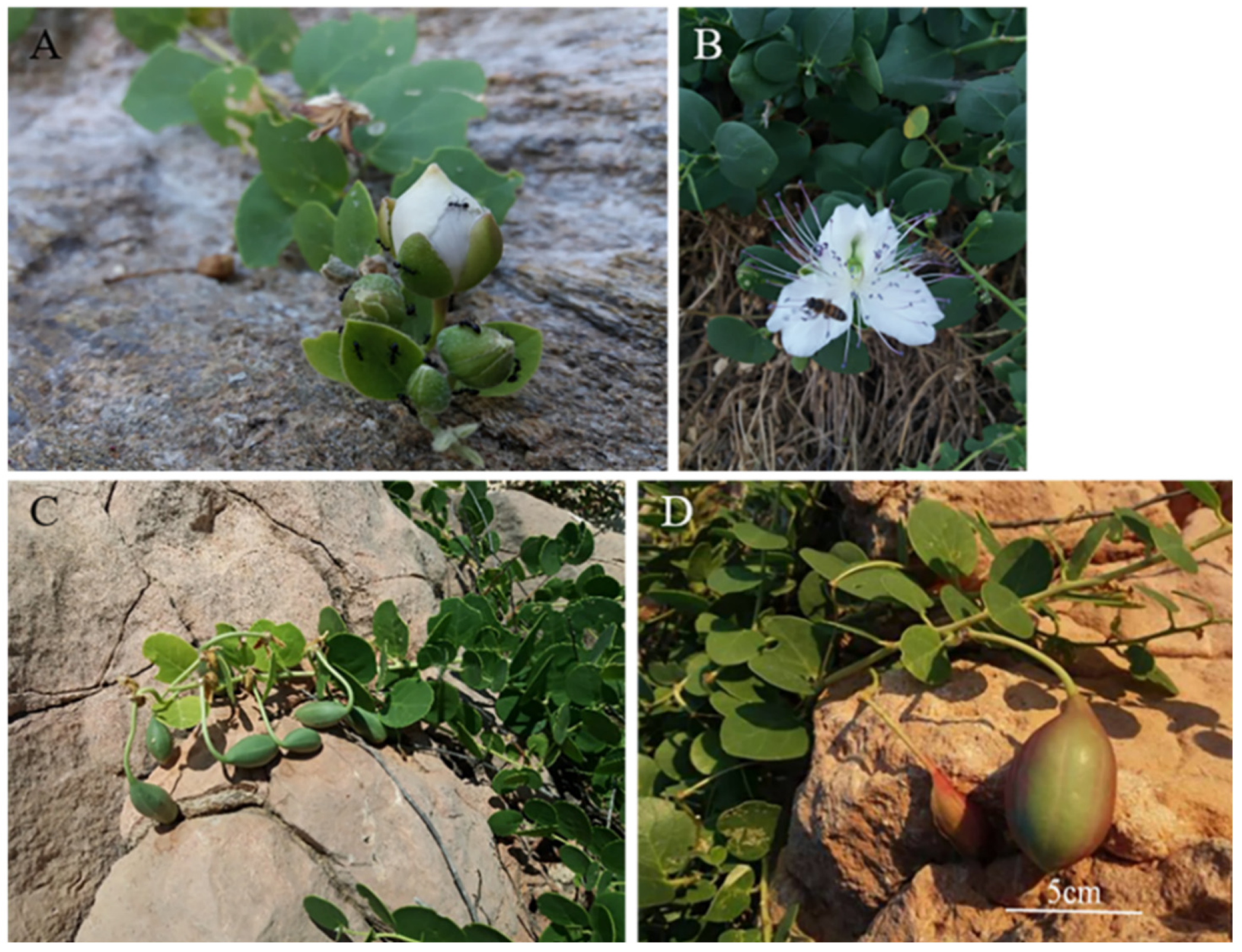 Plants | Full-Text Comparison of Pericarp Functional Traits in Capparis from Coastal and Inland Mediterranean Habitats