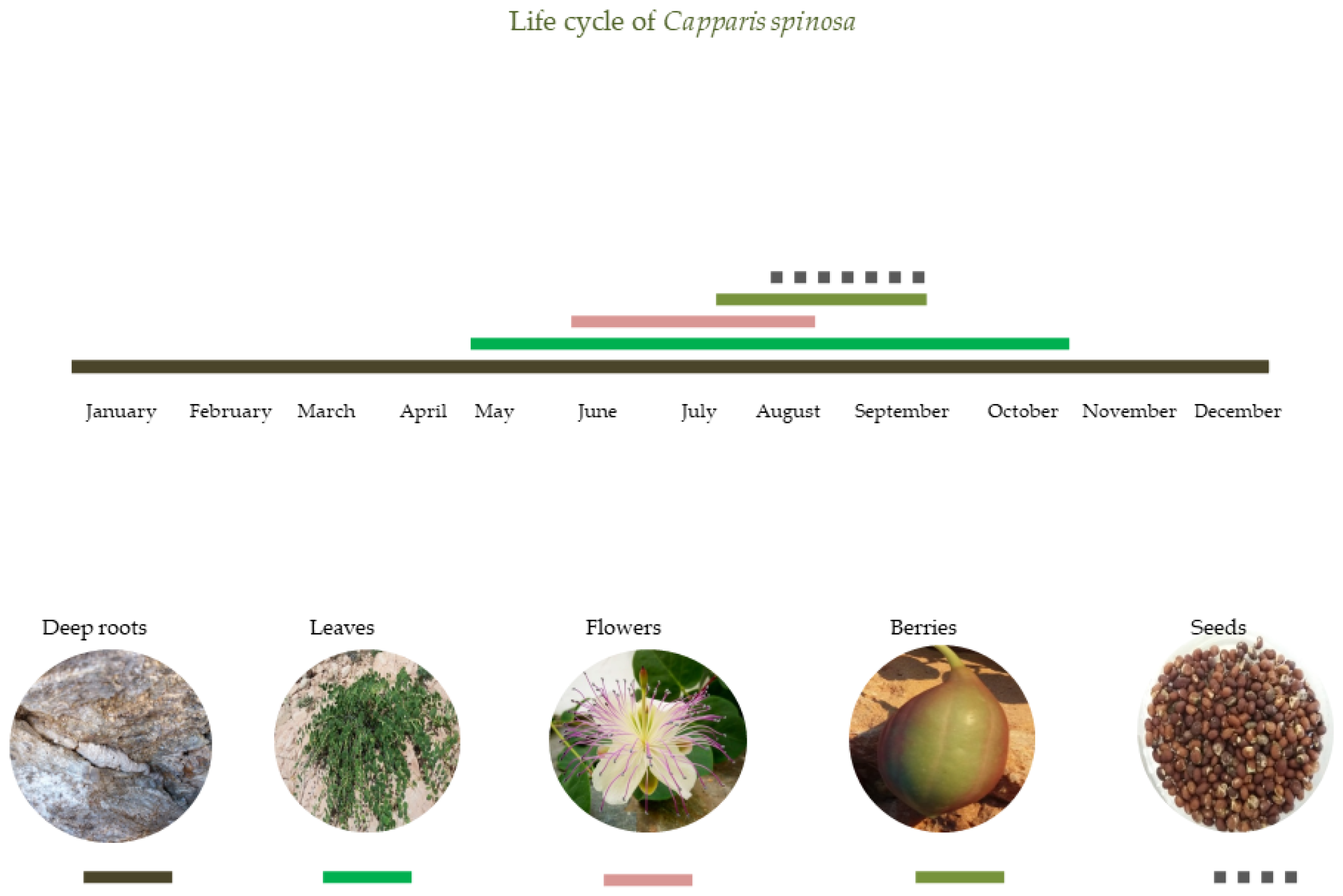 Plants 11 03085 g002 Plants 11 03085 g002