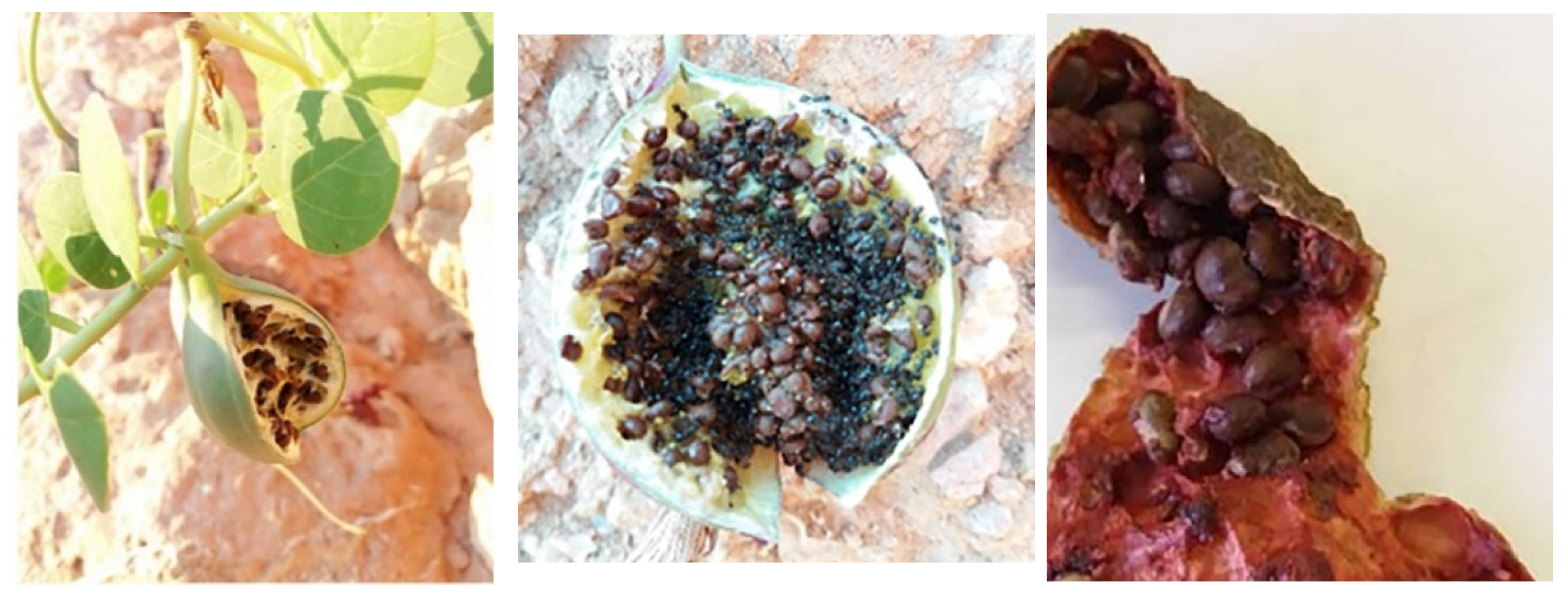 Plants 11 03085 g008 Plants 11 03085 g008