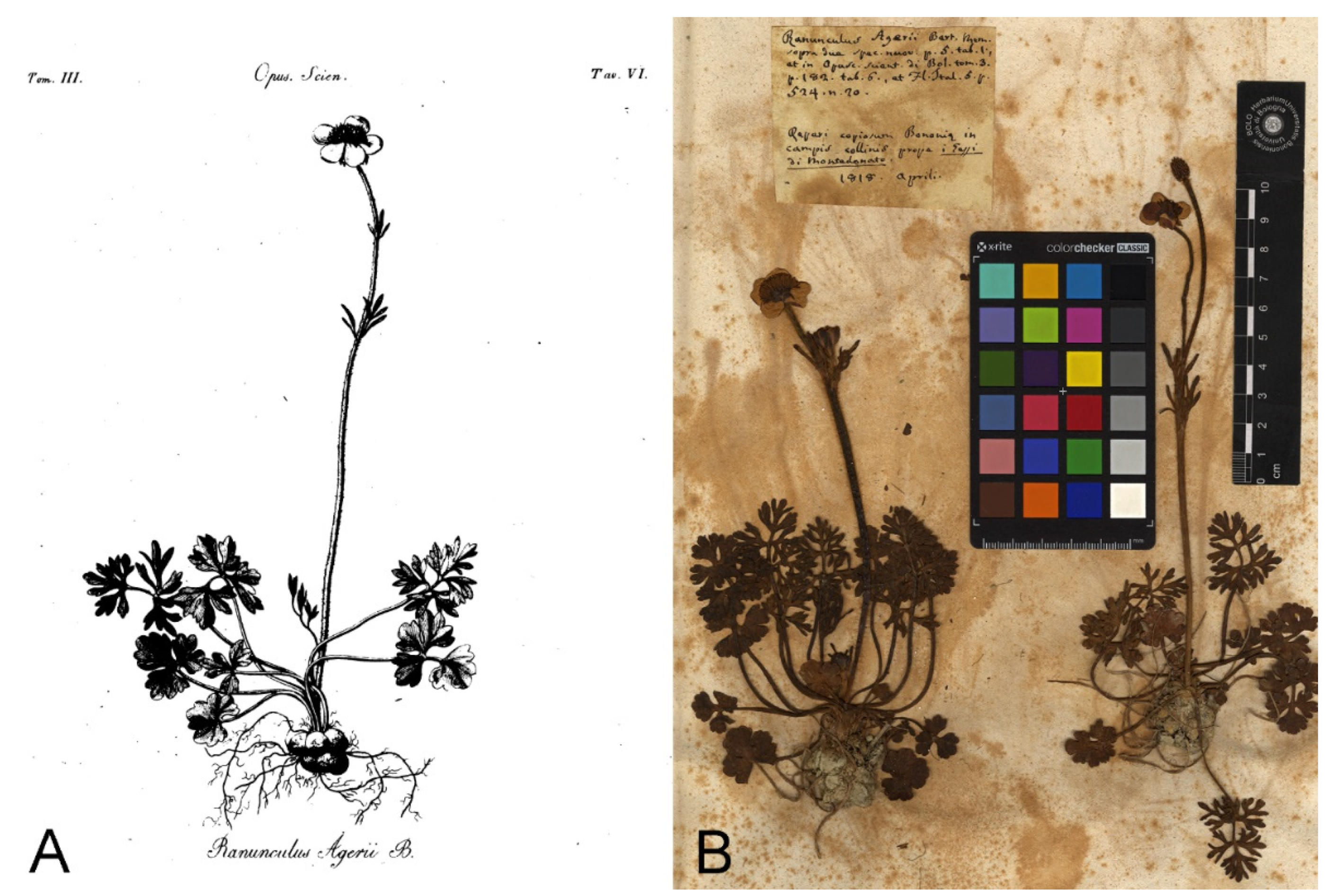 Plants 11 03094 g001