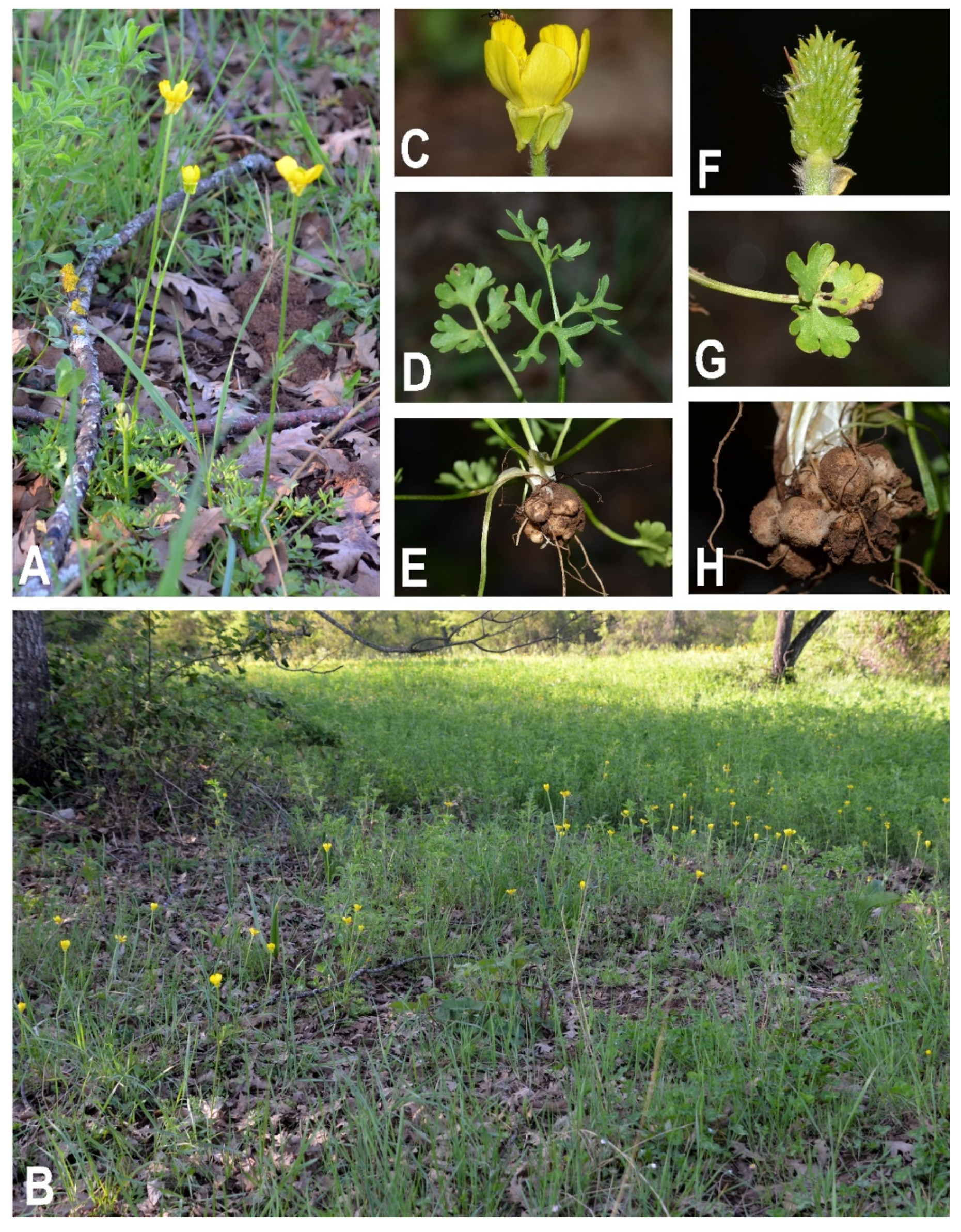 Plants 11 03094 g004