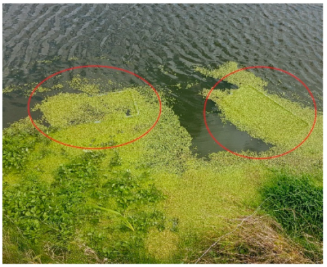 Plants 11 03103 g001 Plants 11 03103 g001