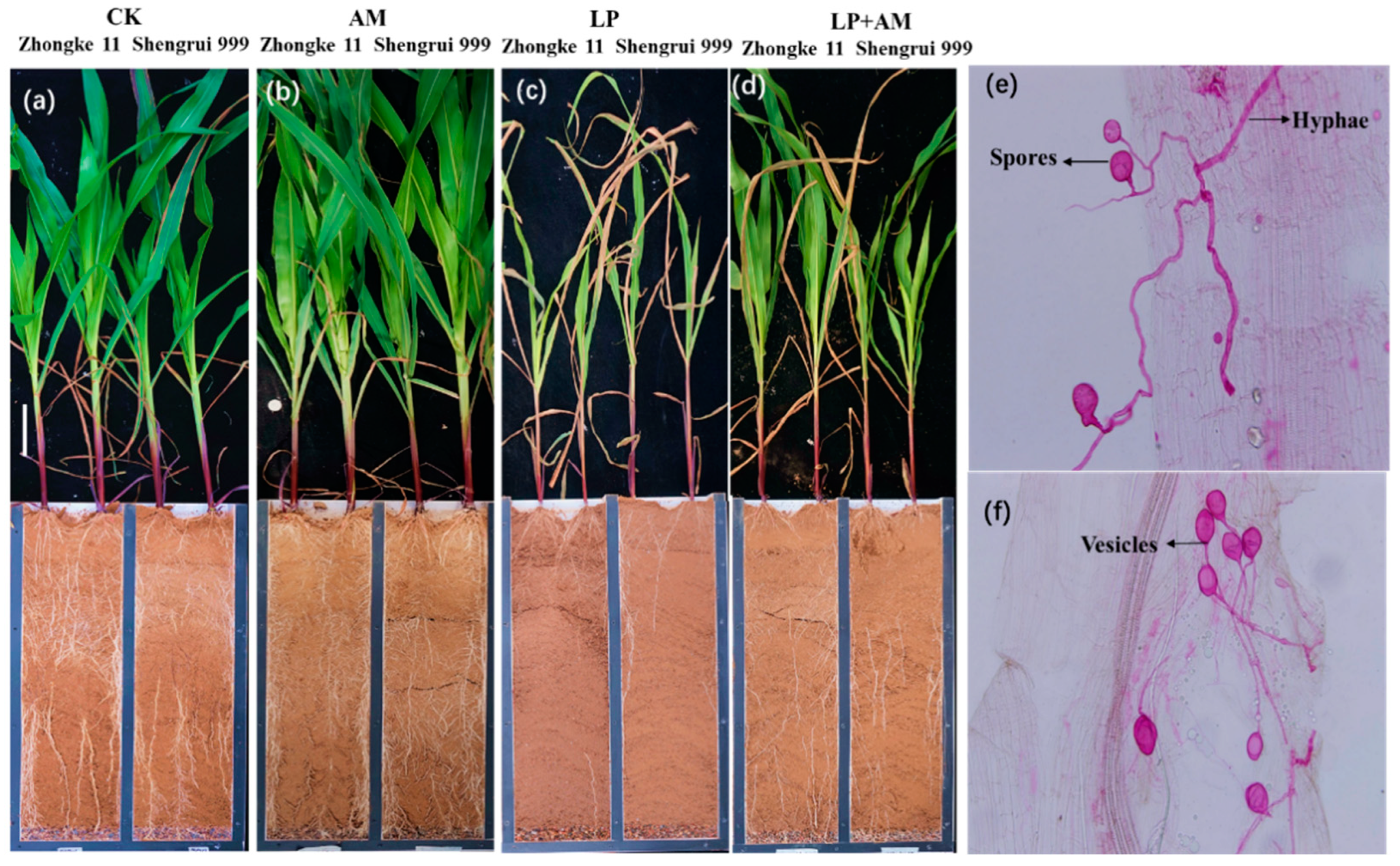 Plants 11 03105 g003
