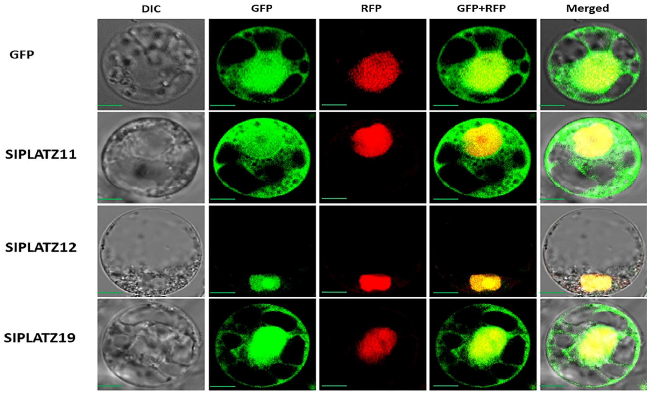 Plants 11 03112 g010