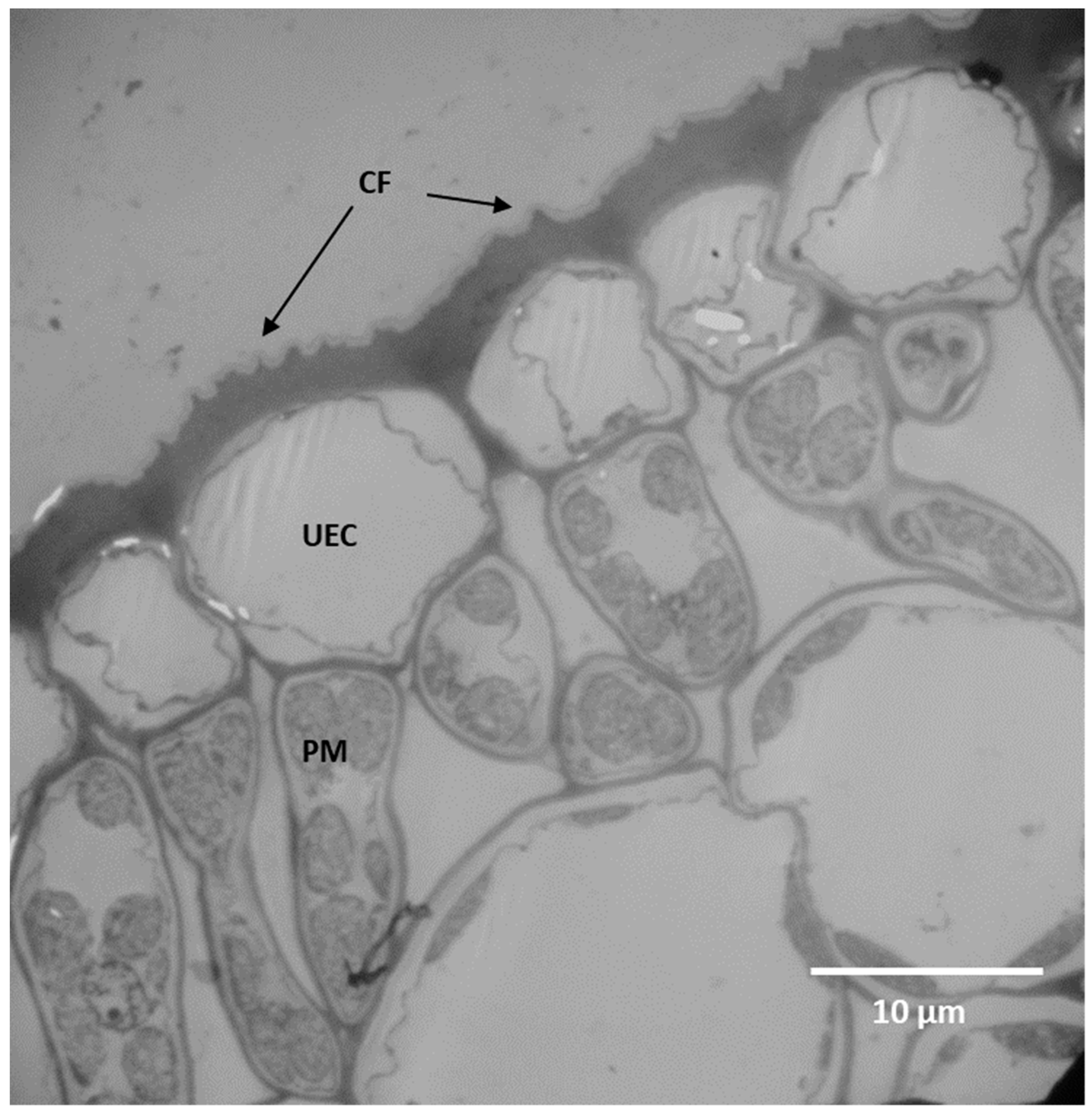 Plants 11 03126 g006 Plants 11 03126 g006