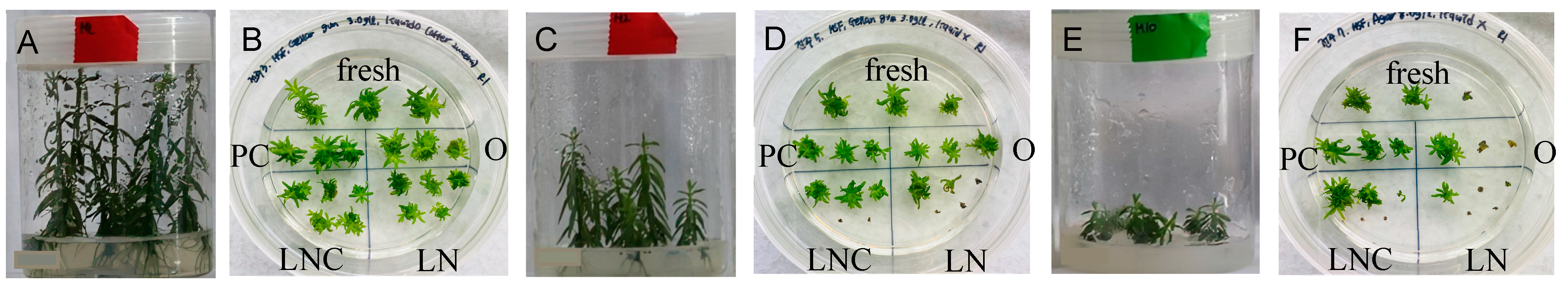 Plants 11 03127 g005