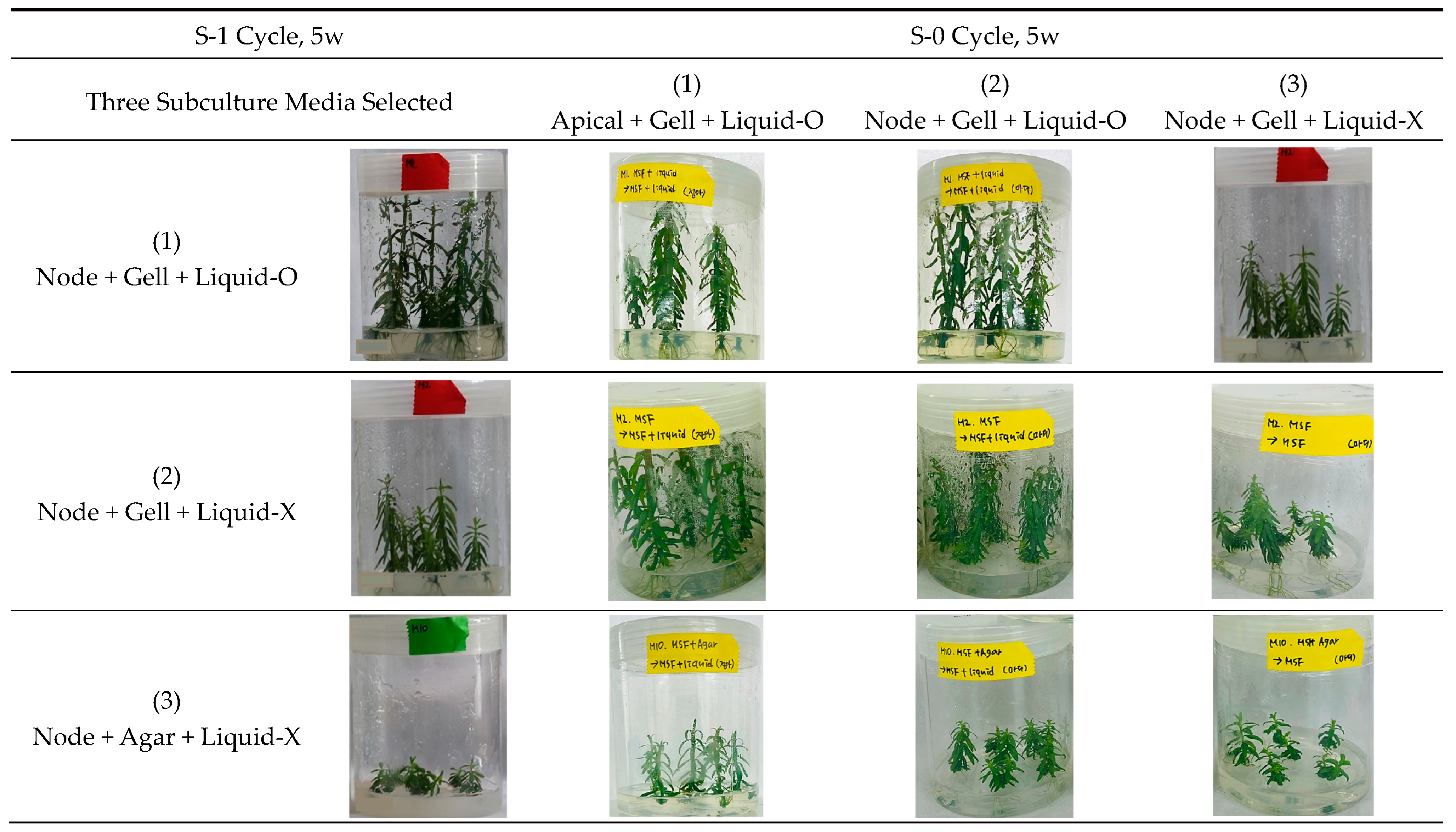 Plants 11 03127 g006