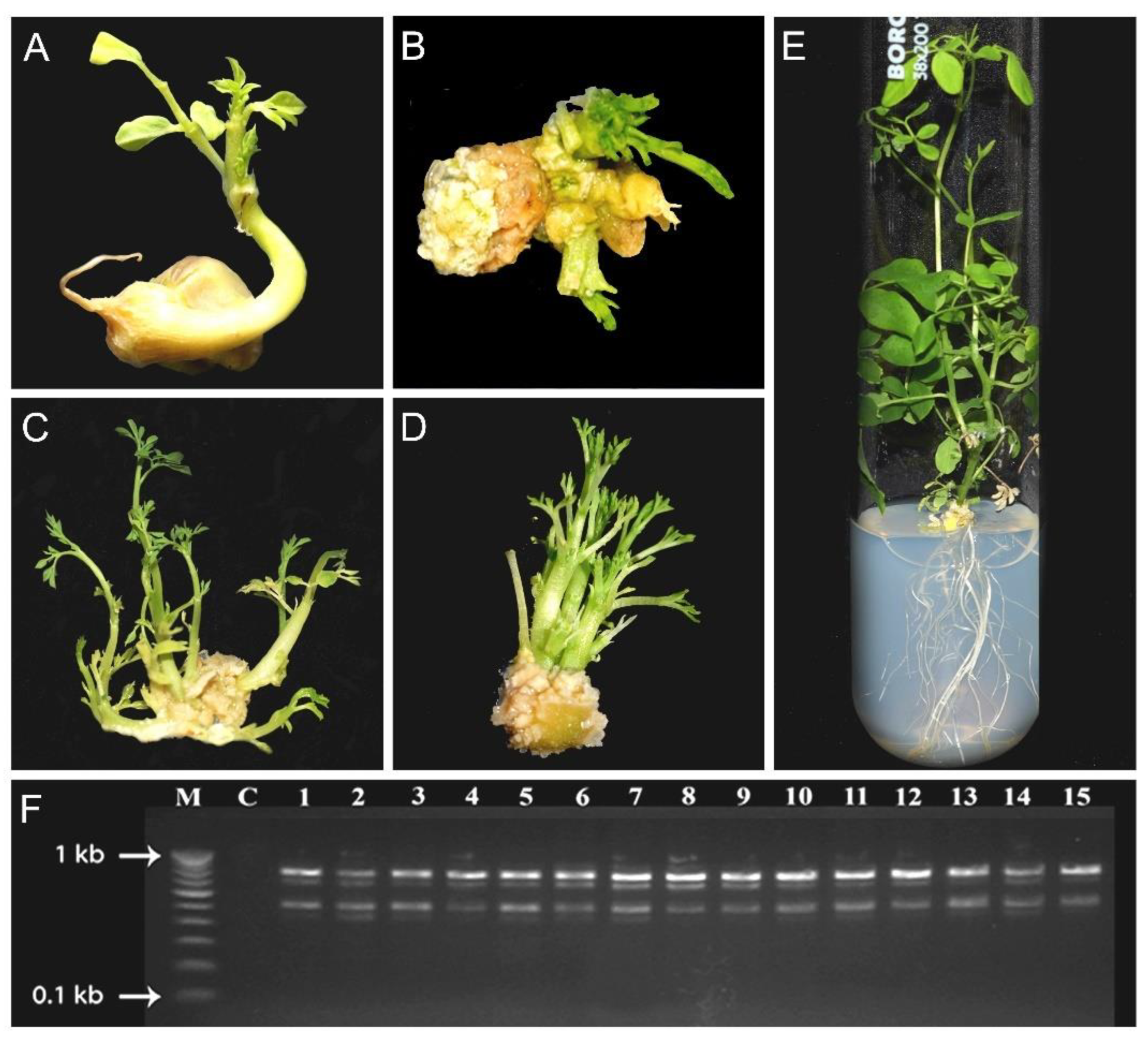 Plants 11 03132 g003 Plants 11 03132 g003