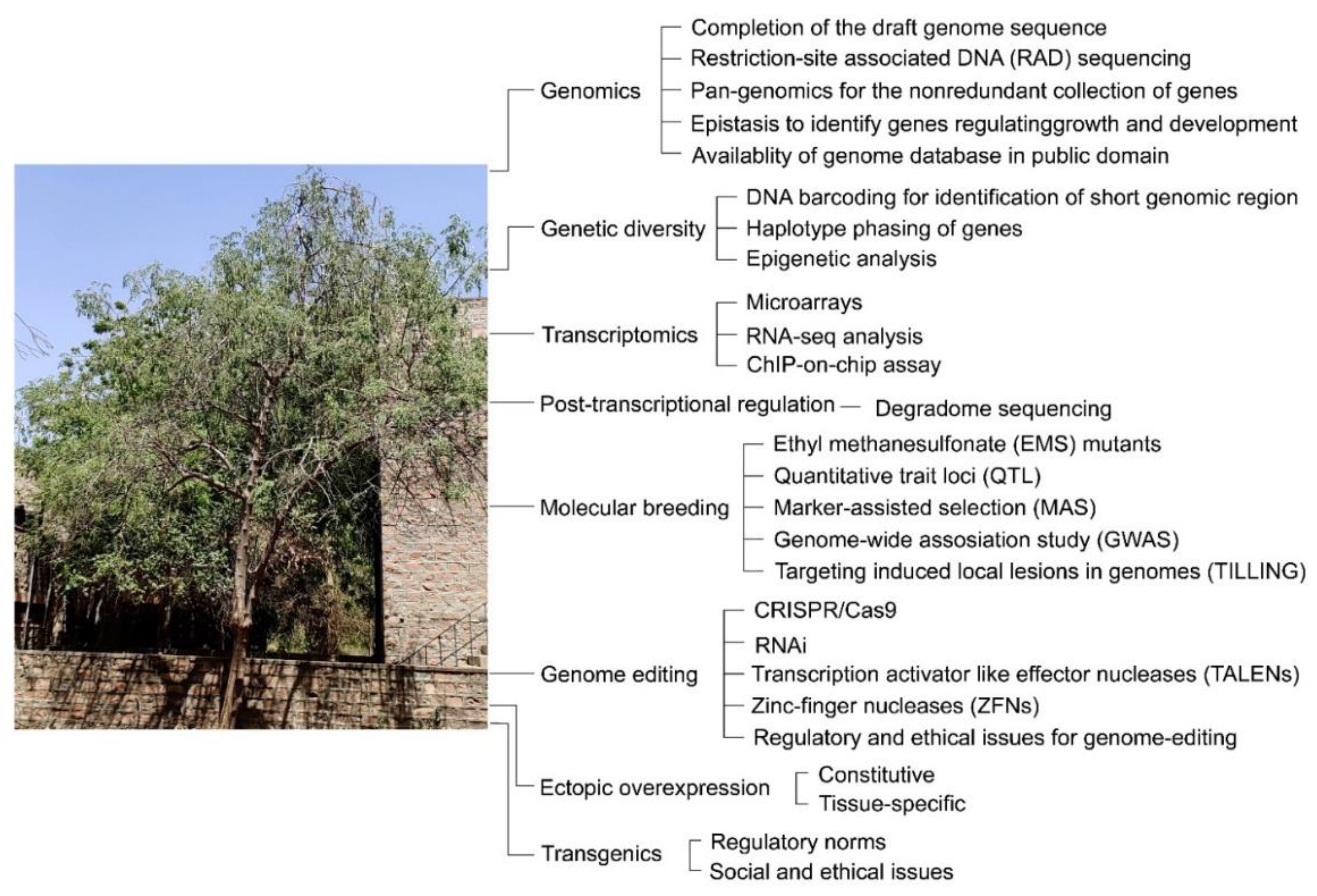 Plants 11 03132 g006 Plants 11 03132 g006