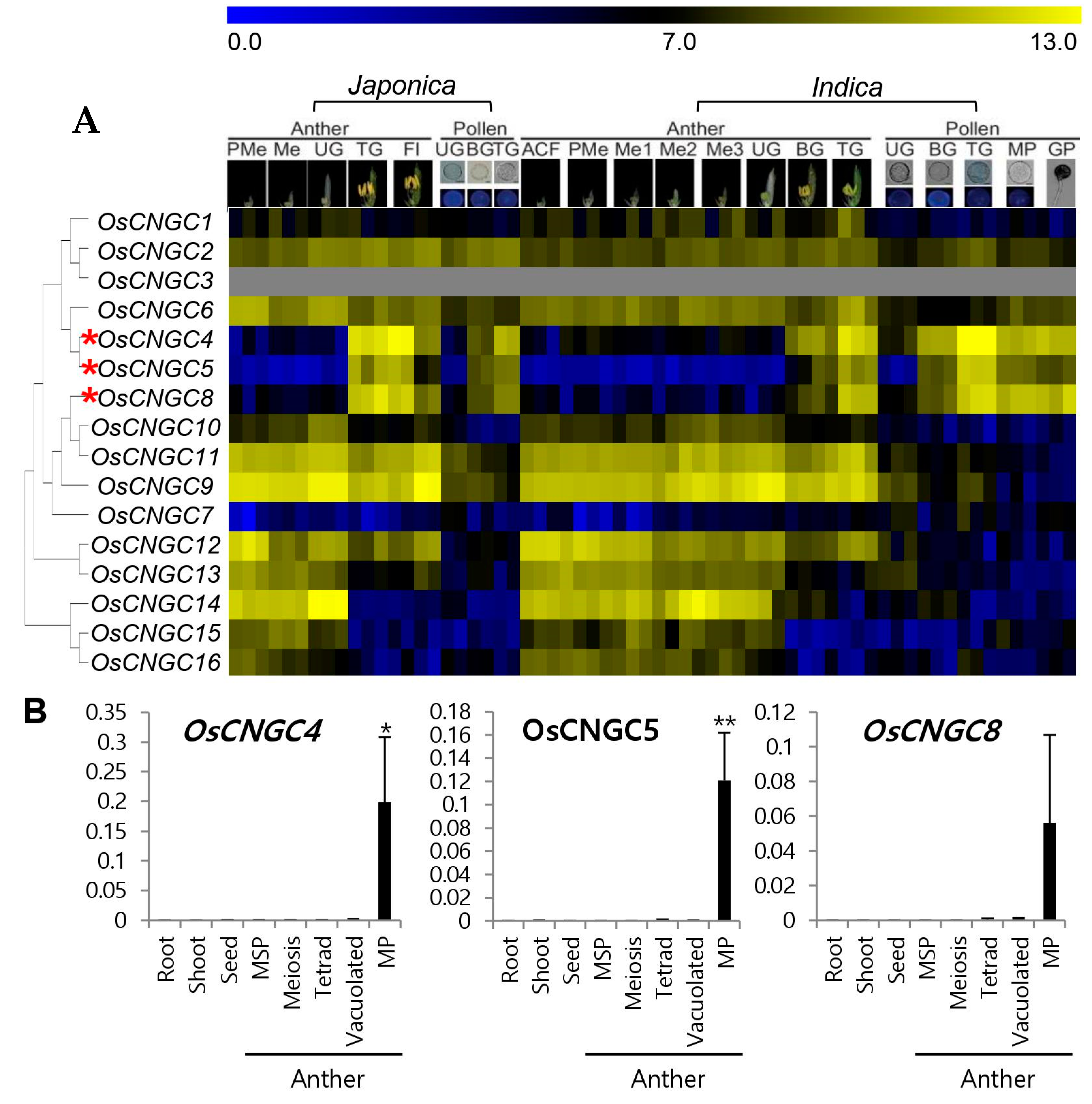 Plants 11 03145 g003 Plants 11 03145 g003