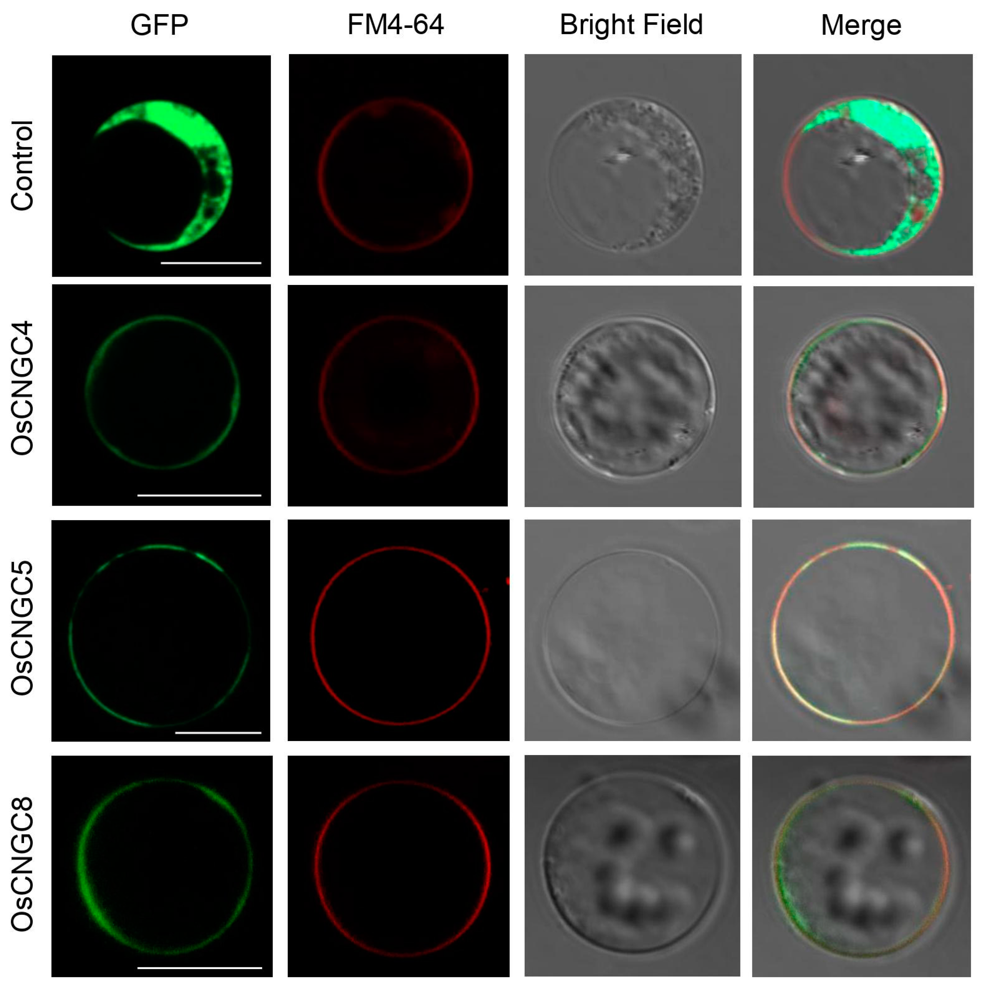 Plants 11 03145 g005 Plants 11 03145 g005