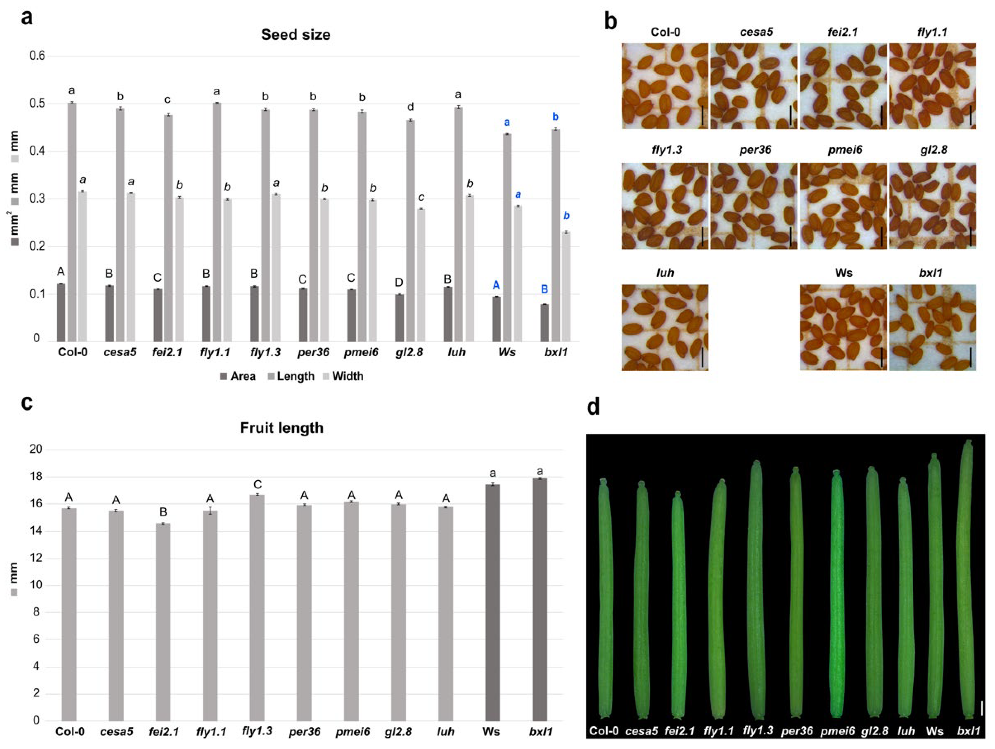 Revisiting pericarp structure, dehiscence and seed dispersal in