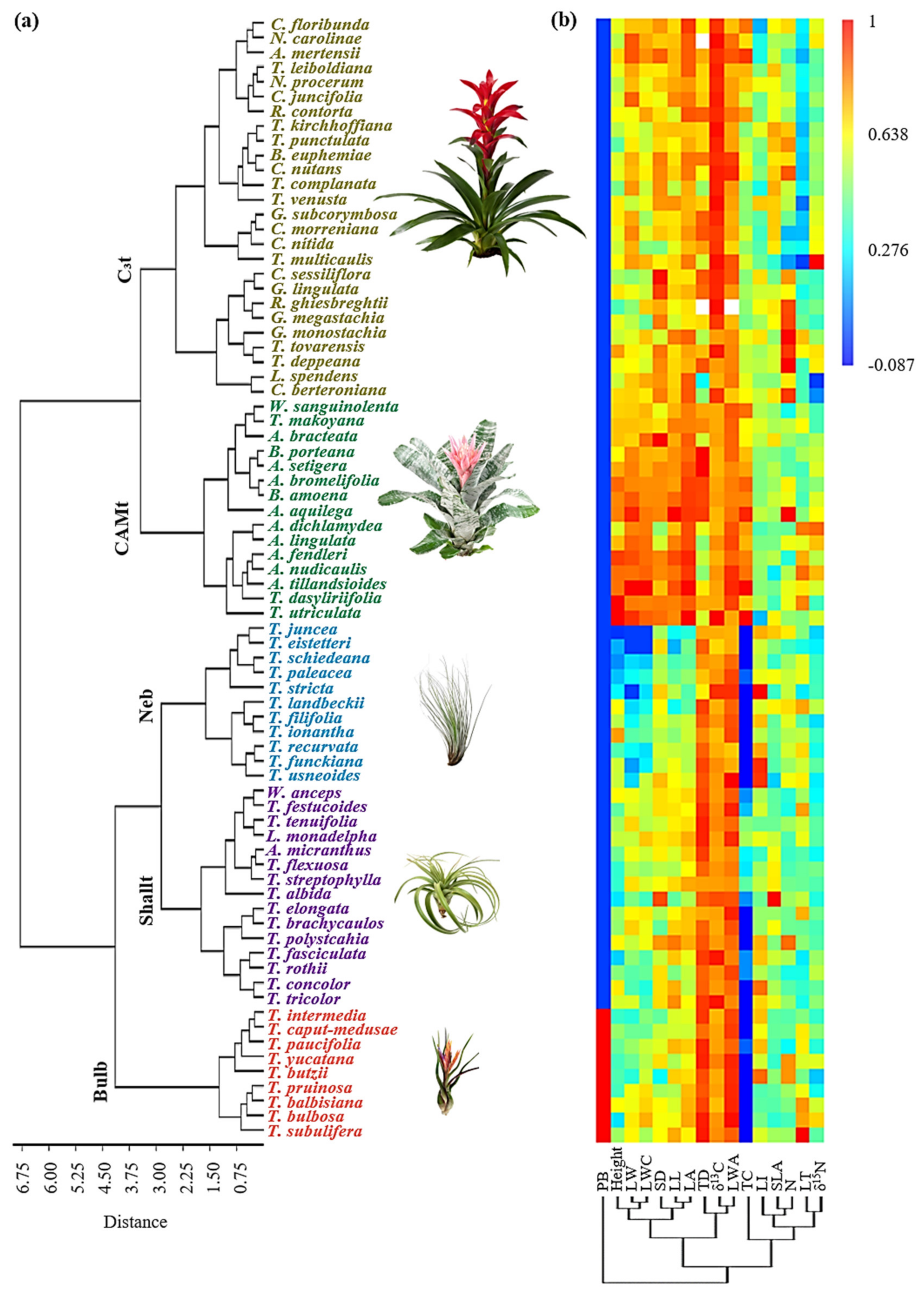 Phylogenetic diversity and the structure of host-epiphyte interactions