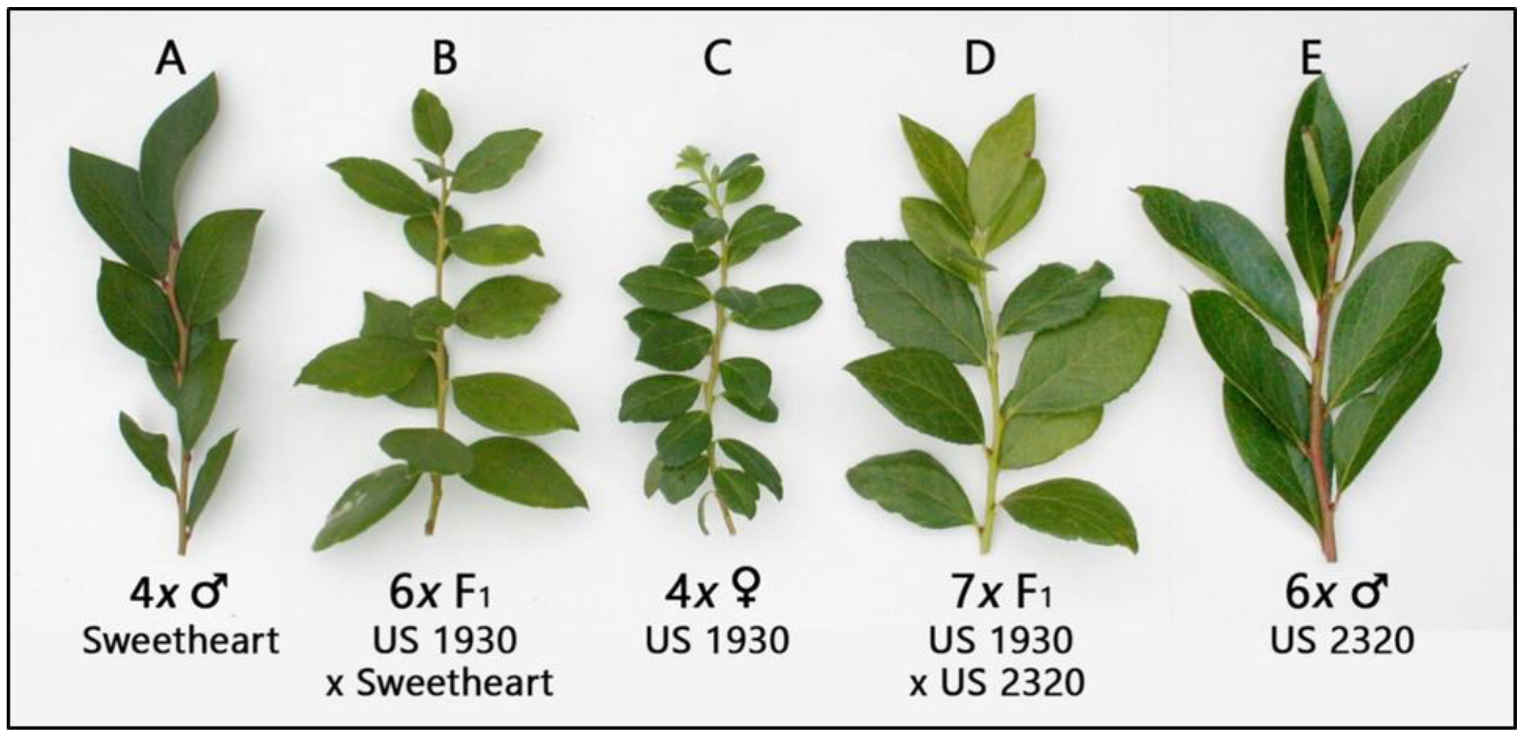 Plants 11 03152 g001 Plants 11 03152 g001