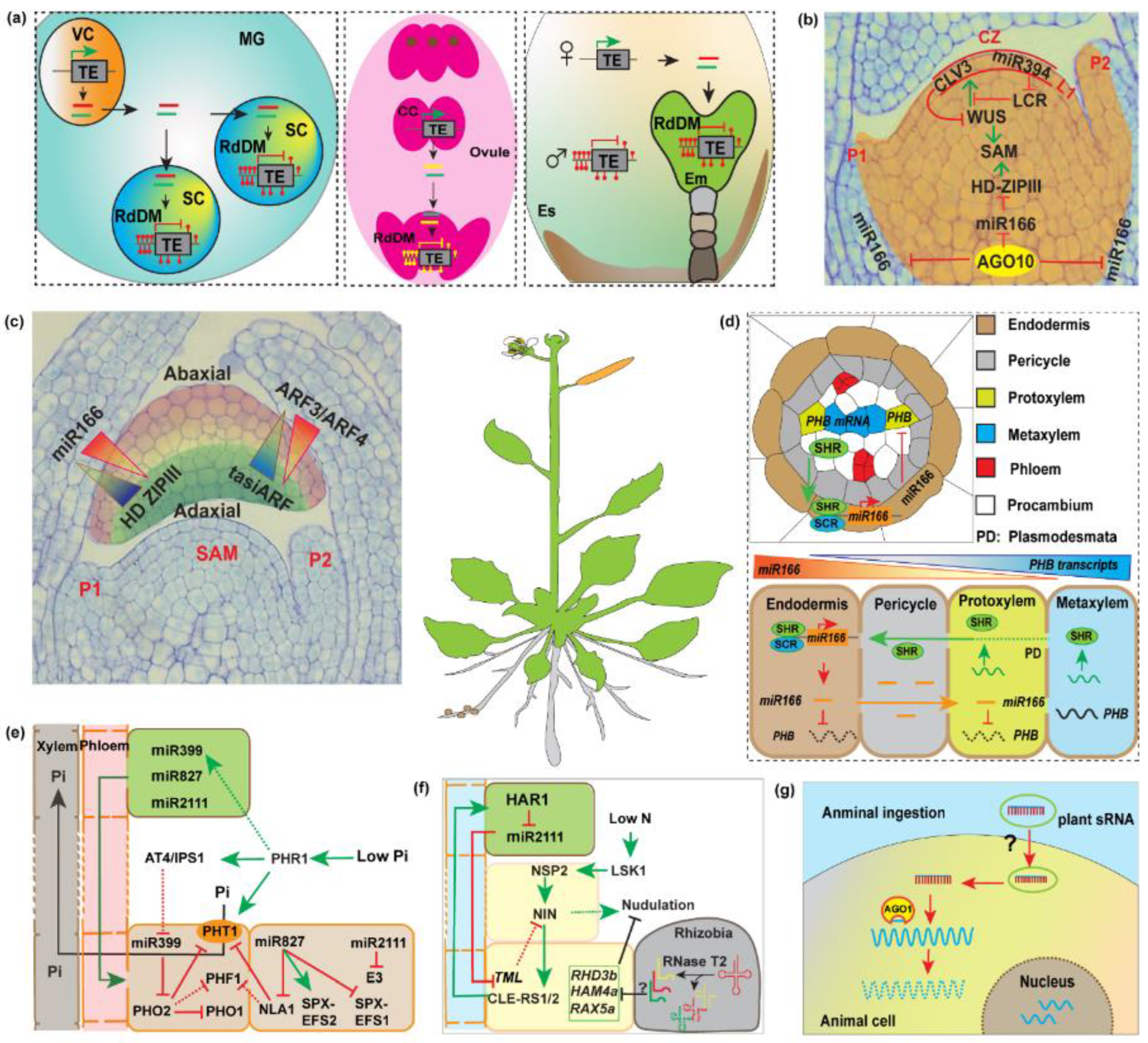 Plants 11 03155 g002