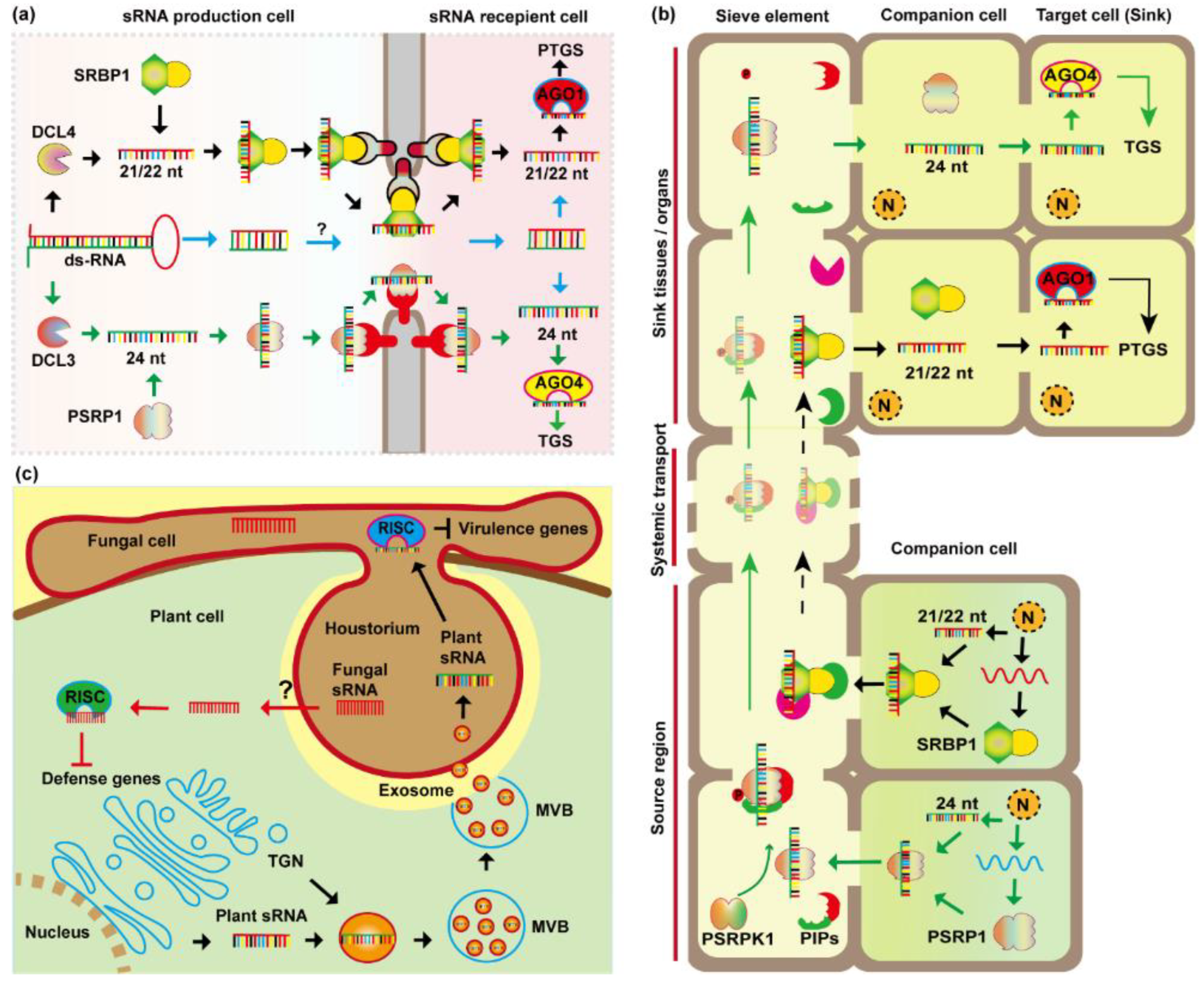 Plants 11 03155 g003