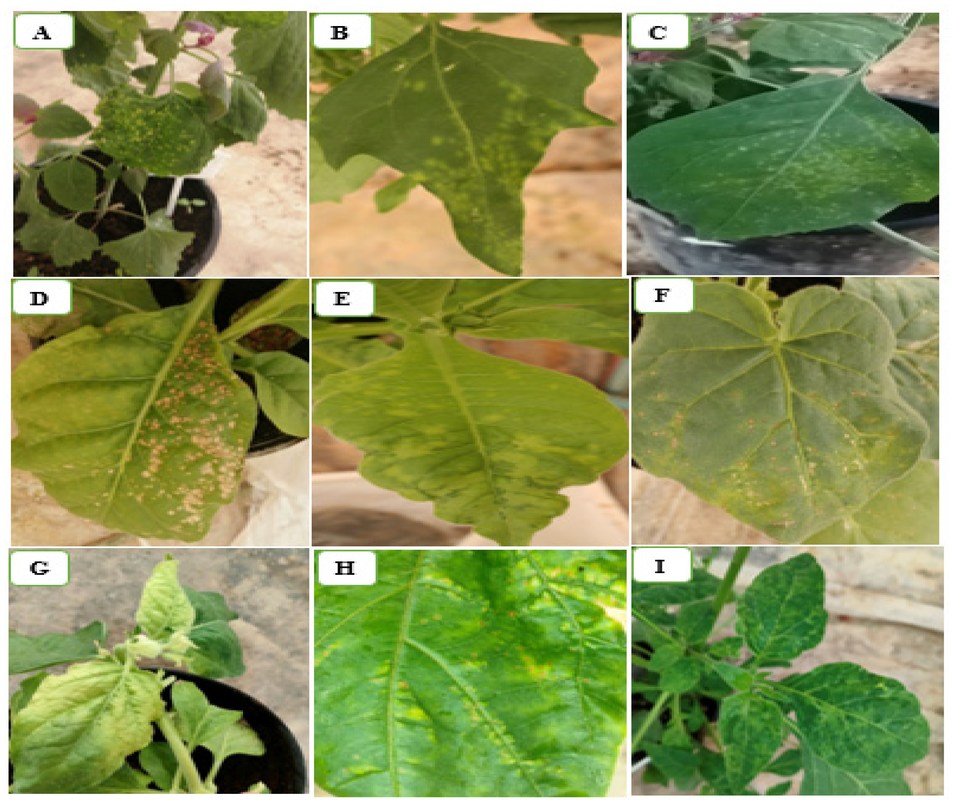 Plants 11 03157 g002 Plants 11 03157 g002