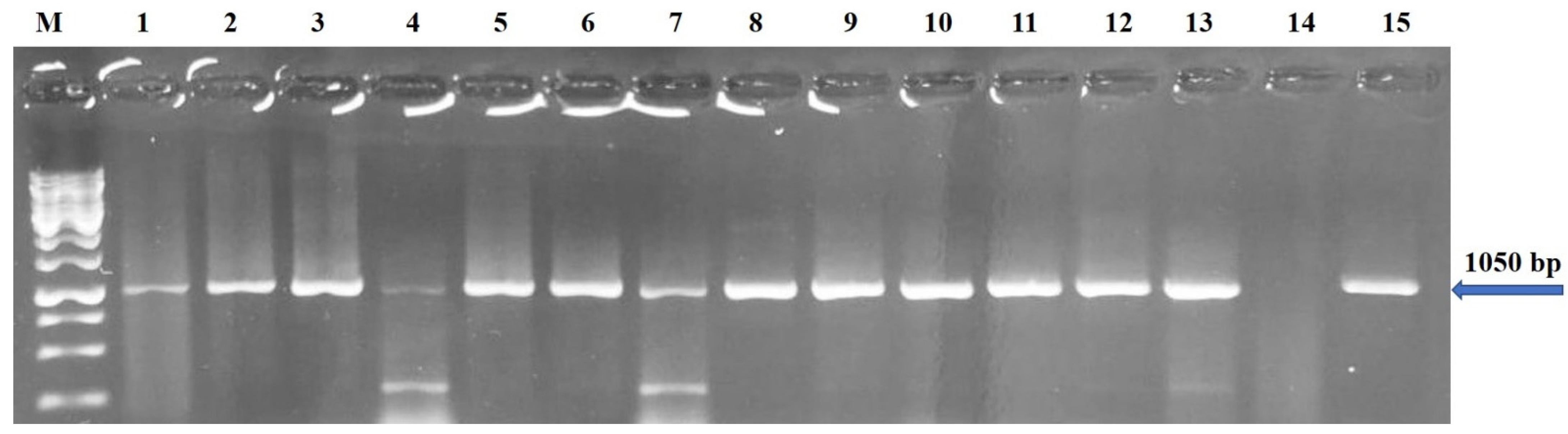 Plants 11 03157 g003 Plants 11 03157 g003