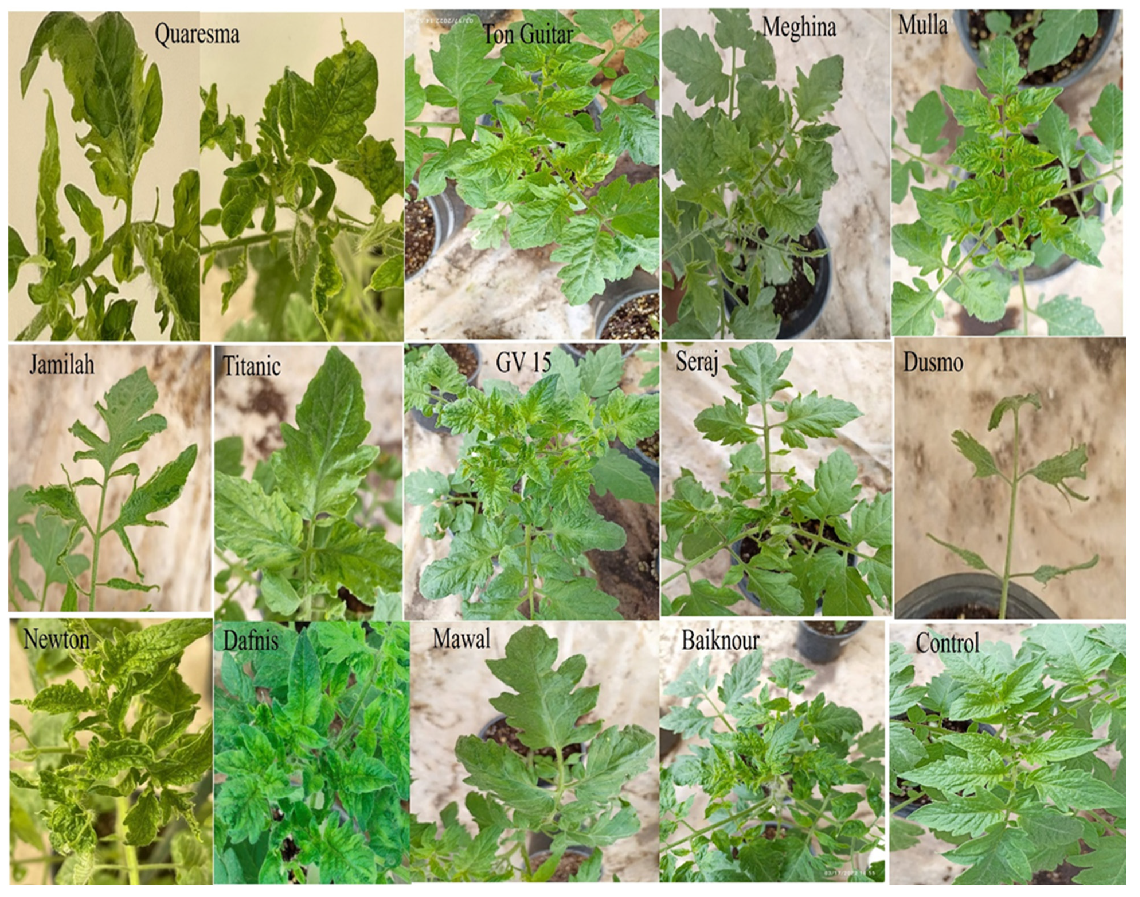 Plants 11 03157 g005 Plants 11 03157 g005