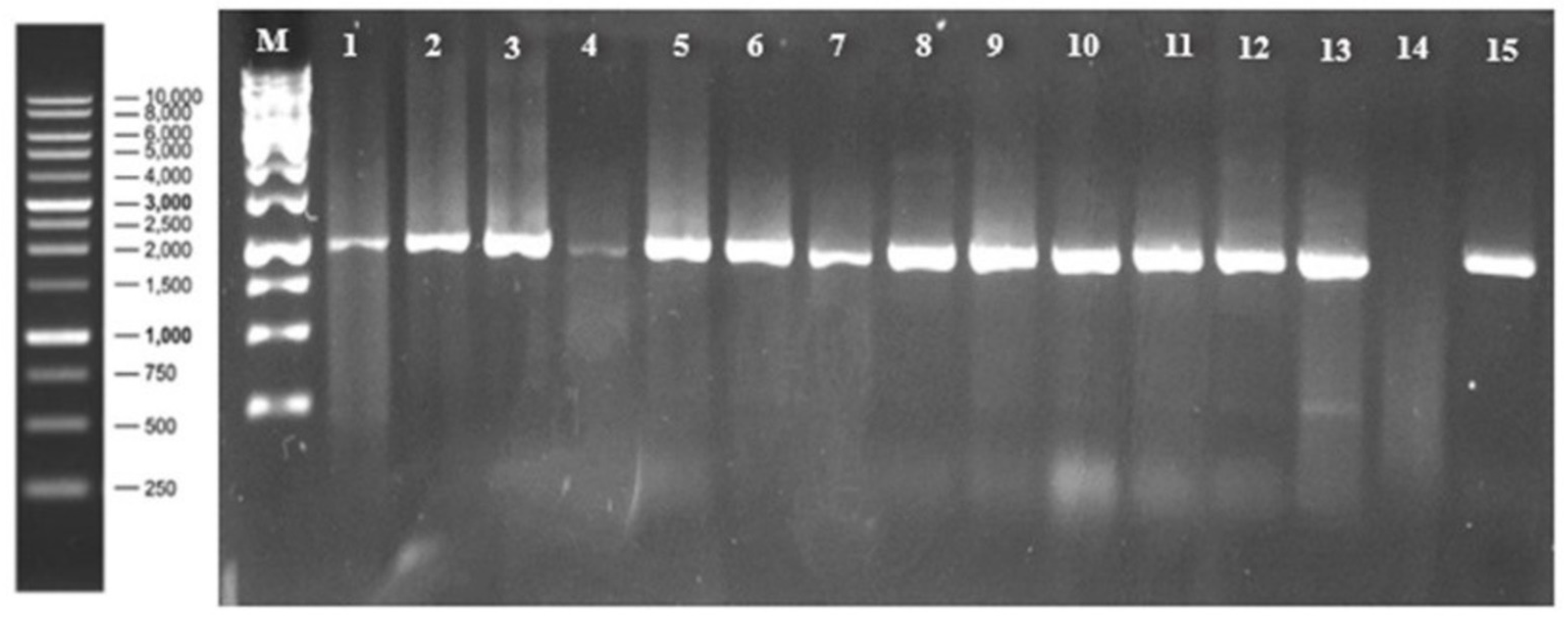 Plants 11 03157 g006 Plants 11 03157 g006