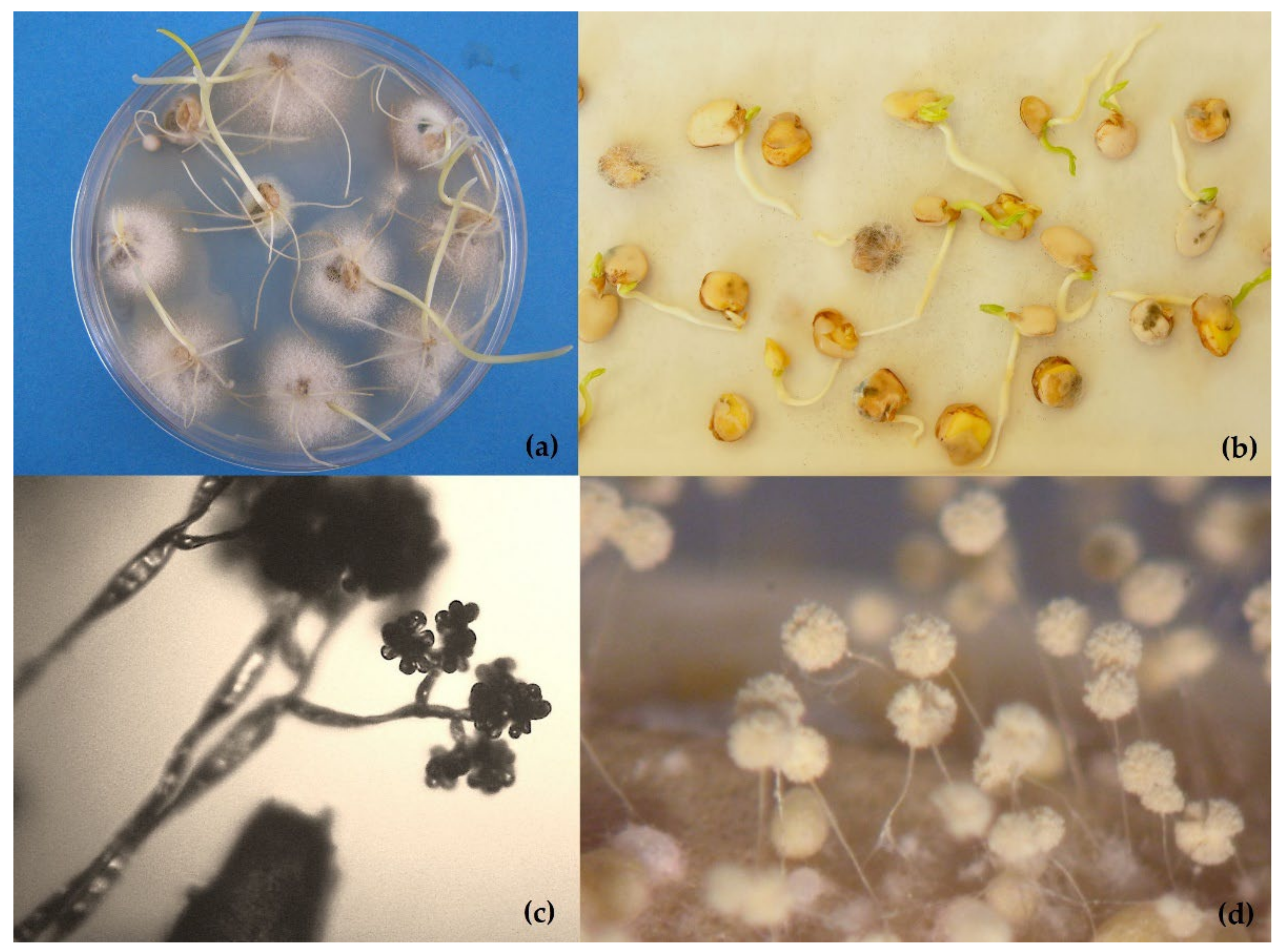 Occurrence of anise seed-borne fungi using different seed health