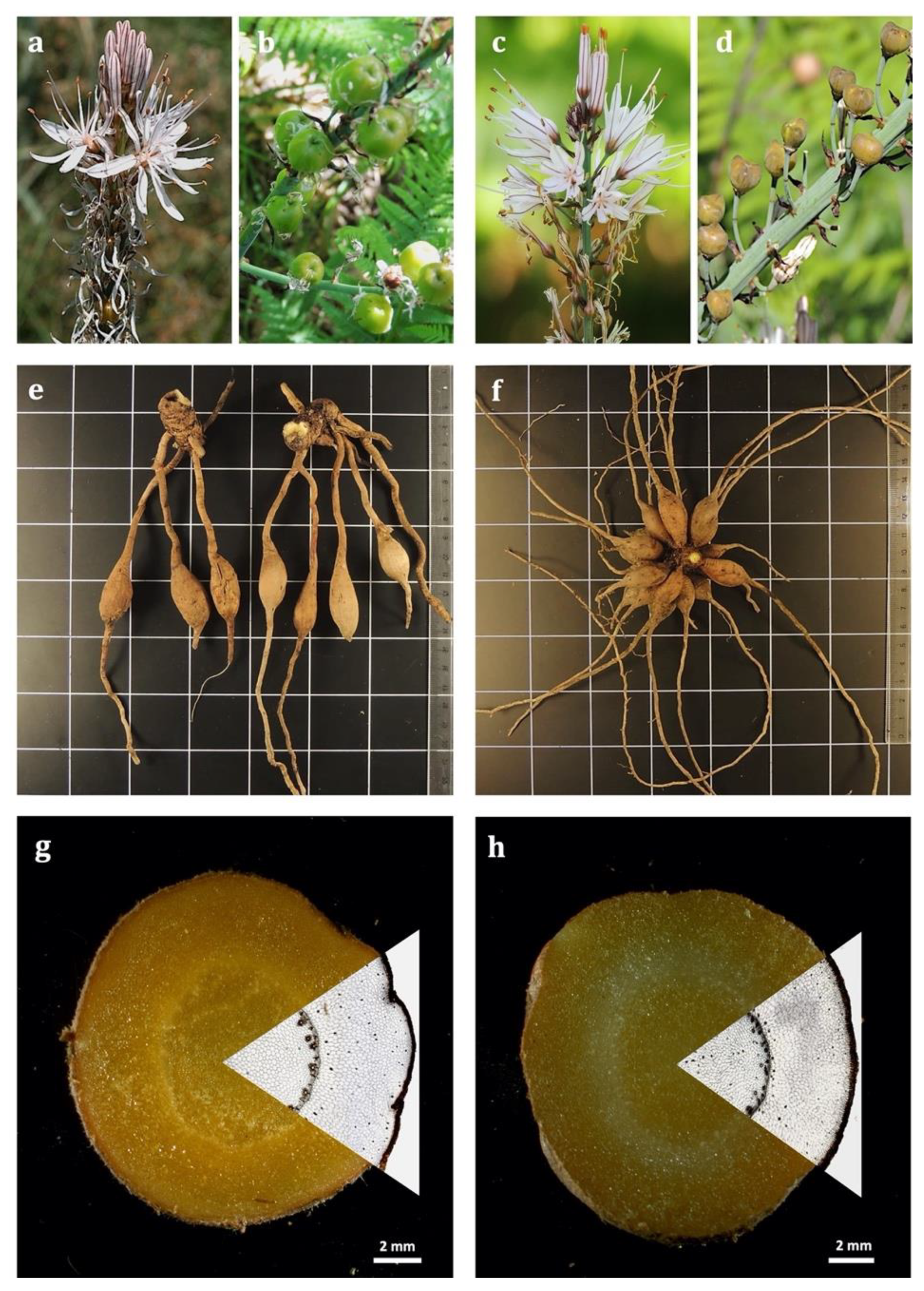 Plants 11 03173 g001 Plants 11 03173 g001