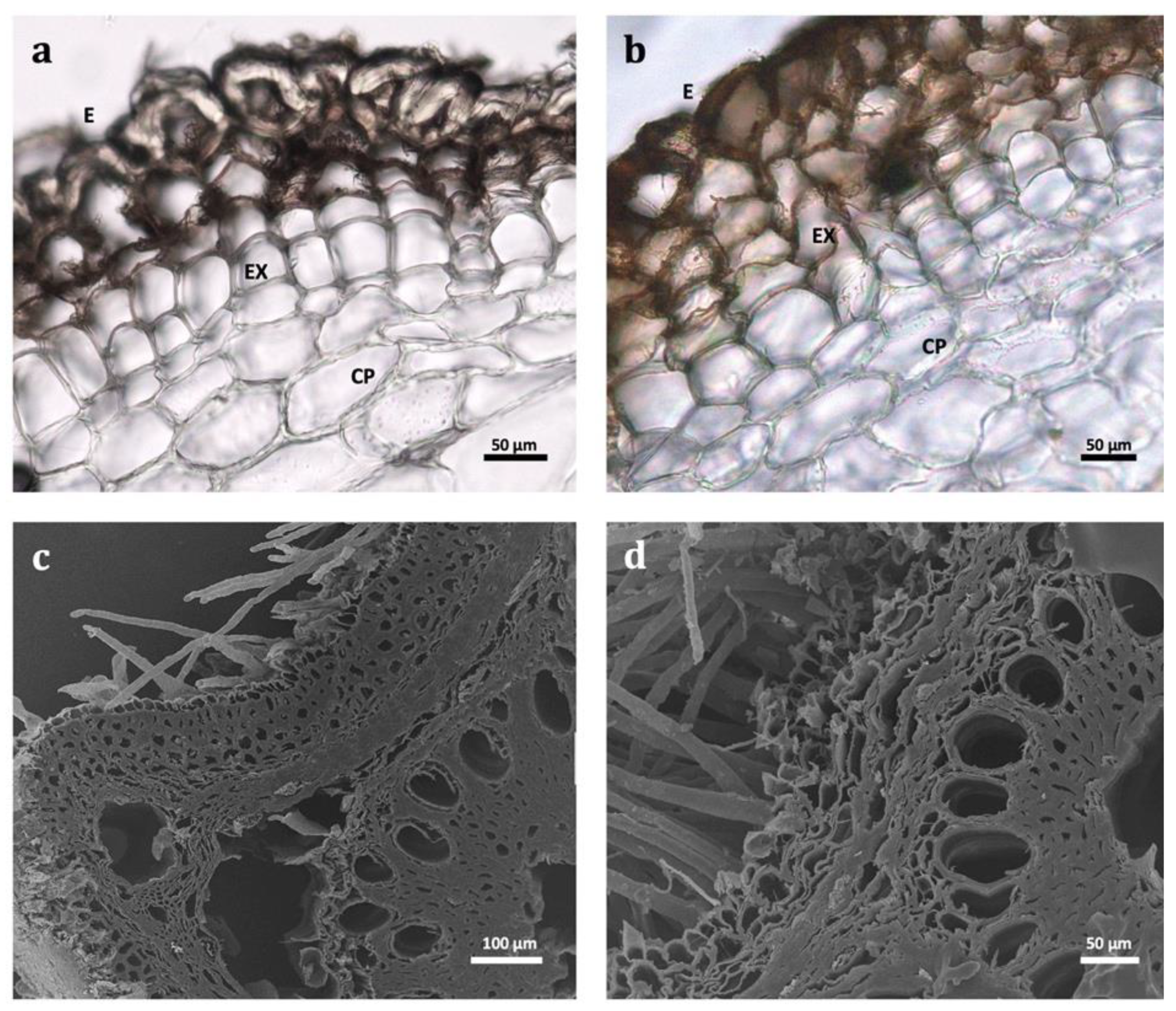 Plants 11 03173 g002a Plants 11 03173 g002a