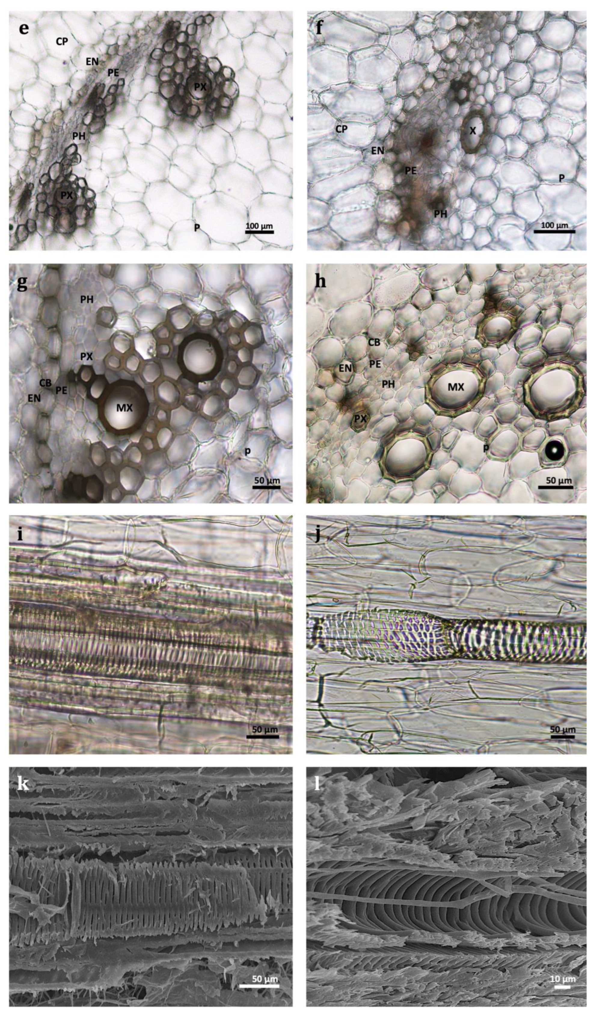 Plants 11 03173 g002b Plants 11 03173 g002b