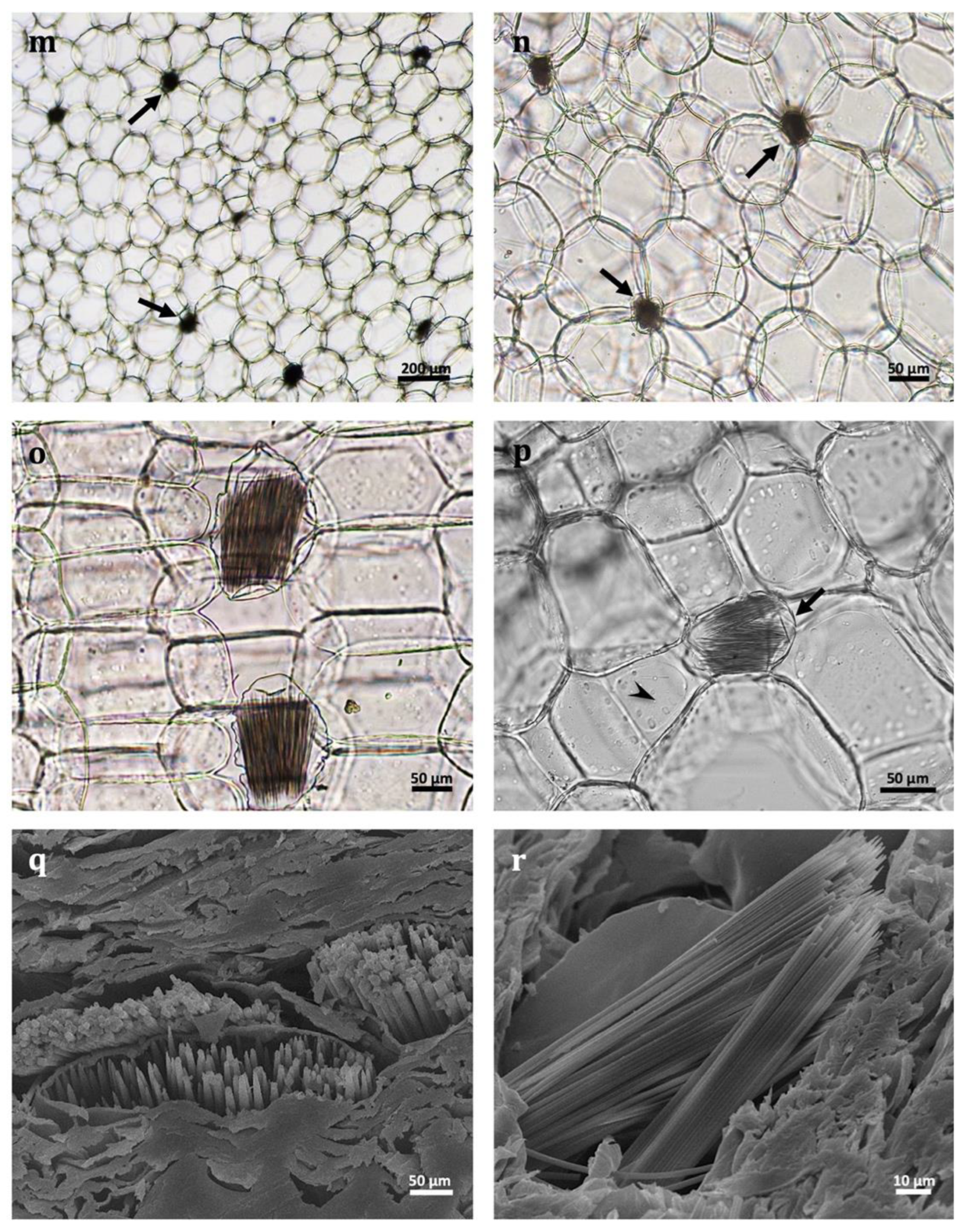 Plants 11 03173 g002c Plants 11 03173 g002c