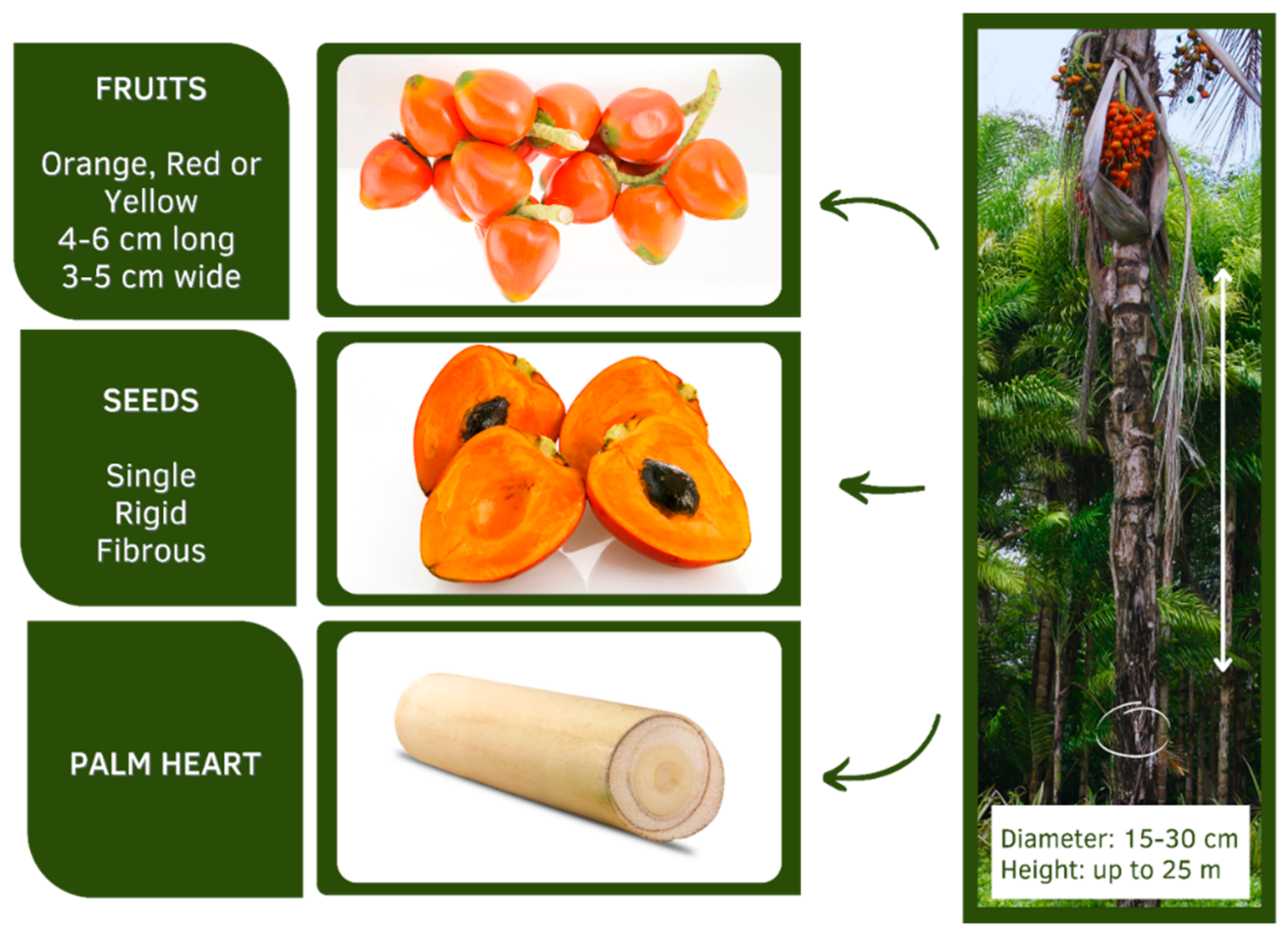 Cassava white peach scale (052)