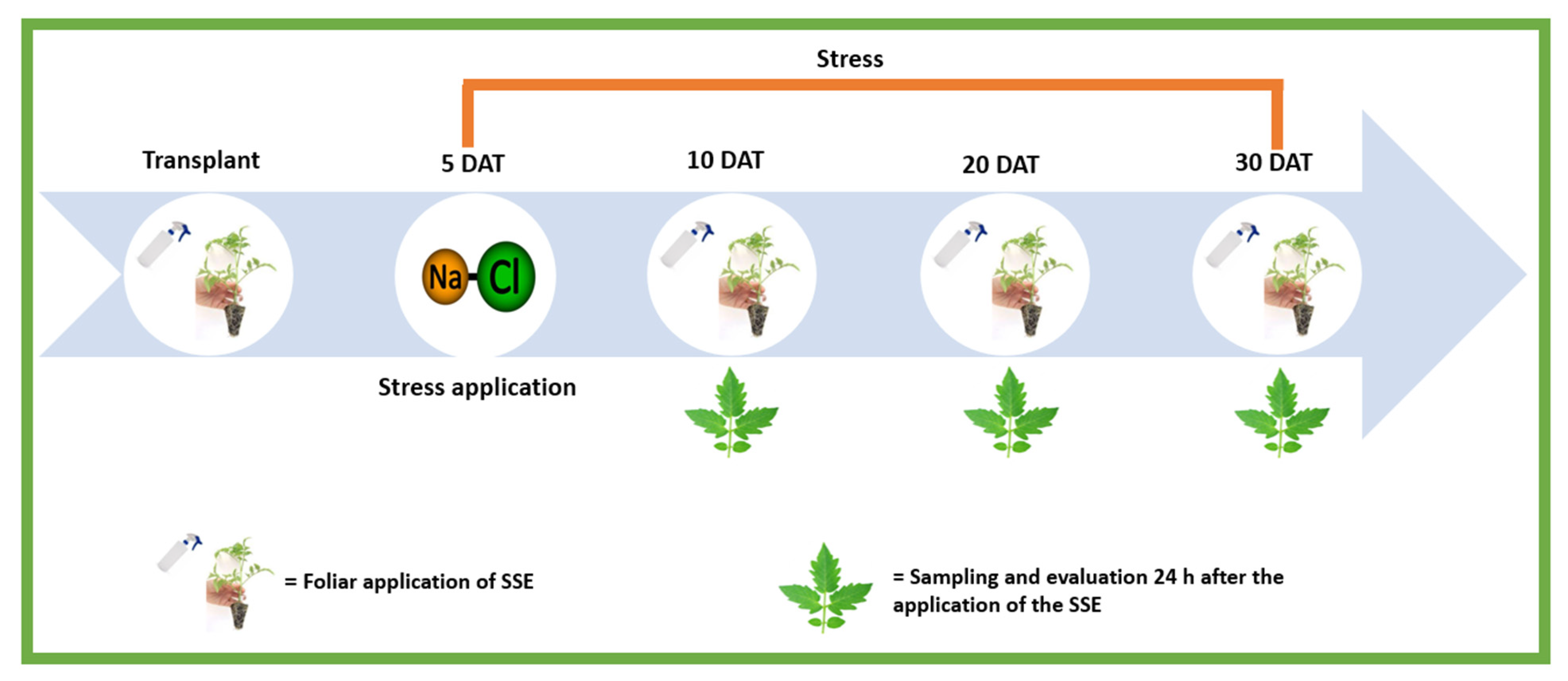Plants 11 03180 g008