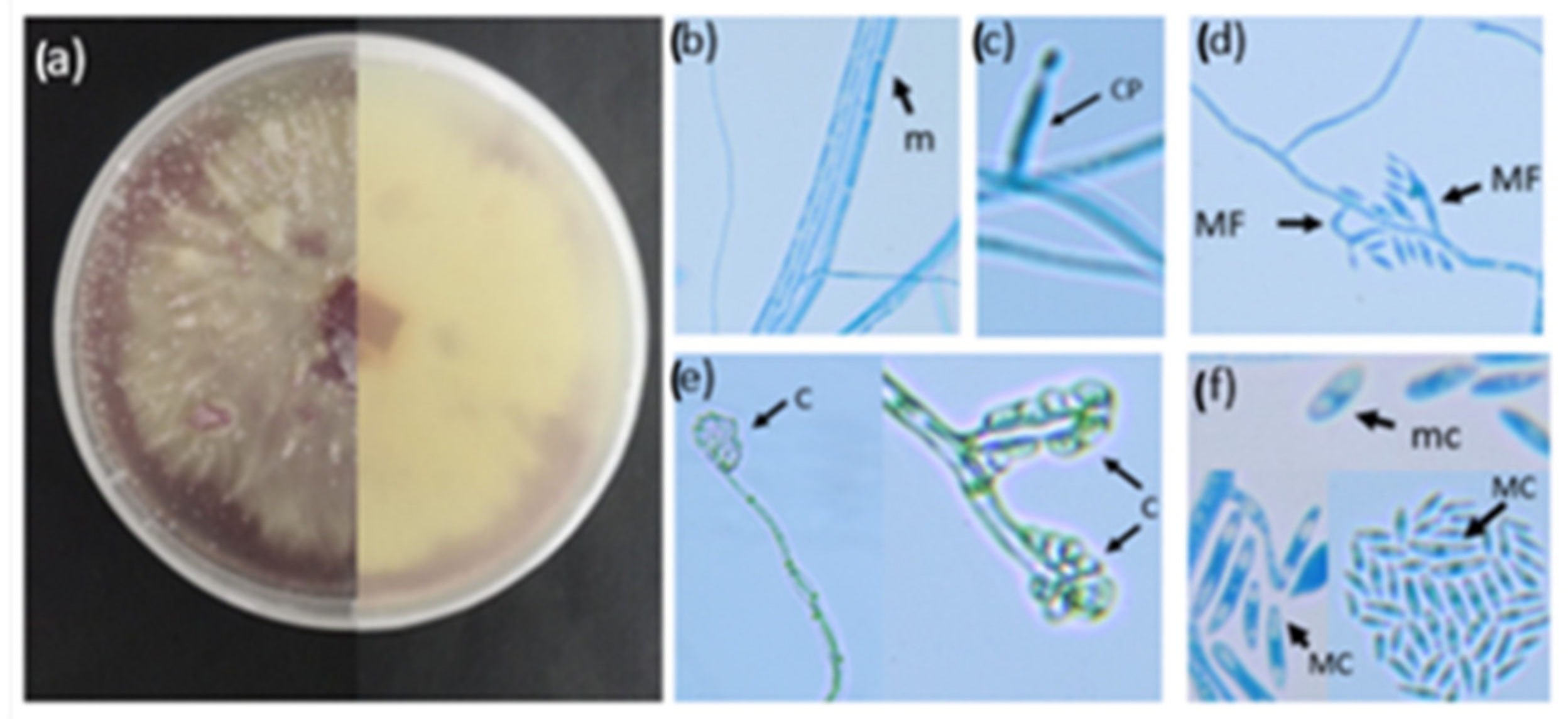 Plants 11 03182 g001