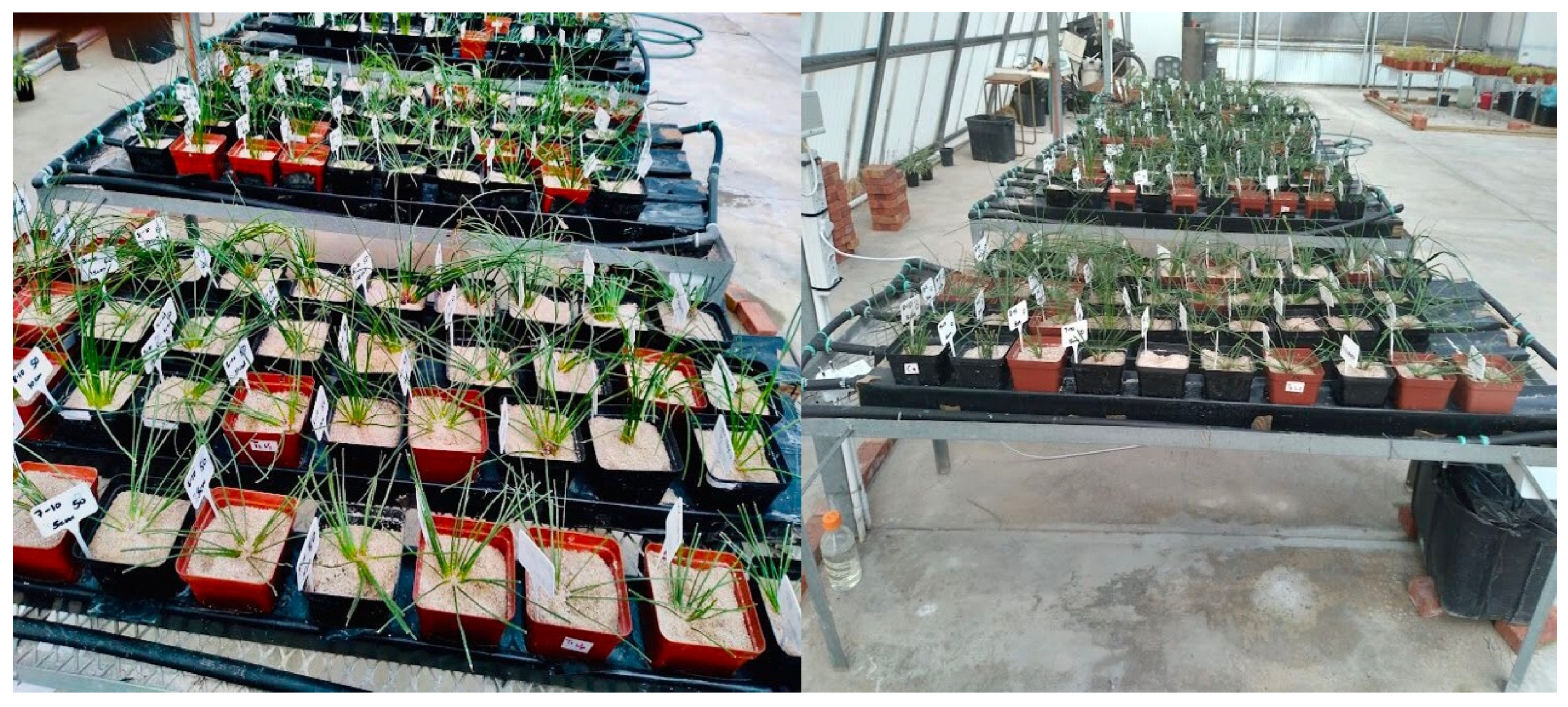 Plants 11 03183 g002 Plants 11 03183 g002