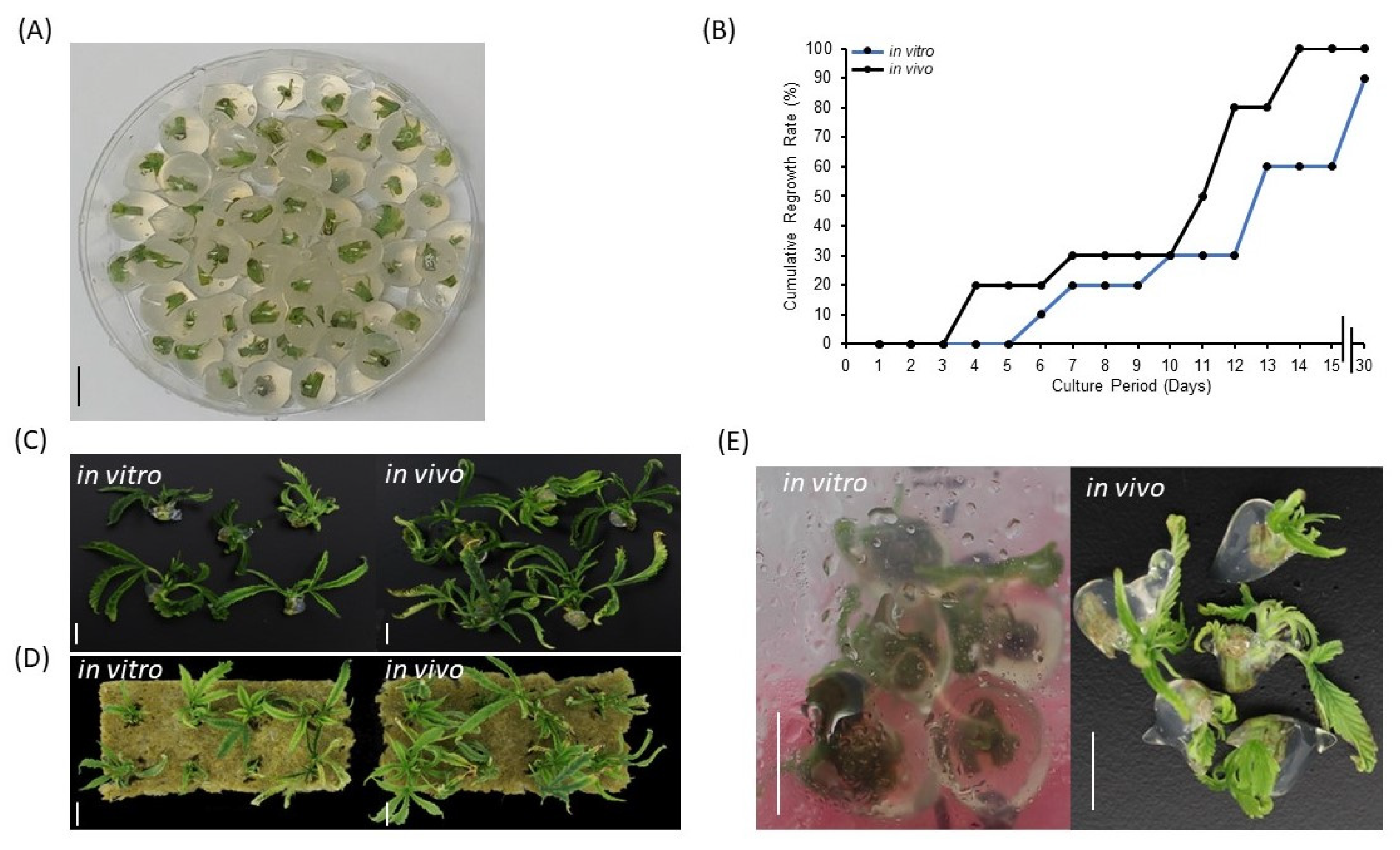 Plants 11 03186 g001 Plants 11 03186 g001