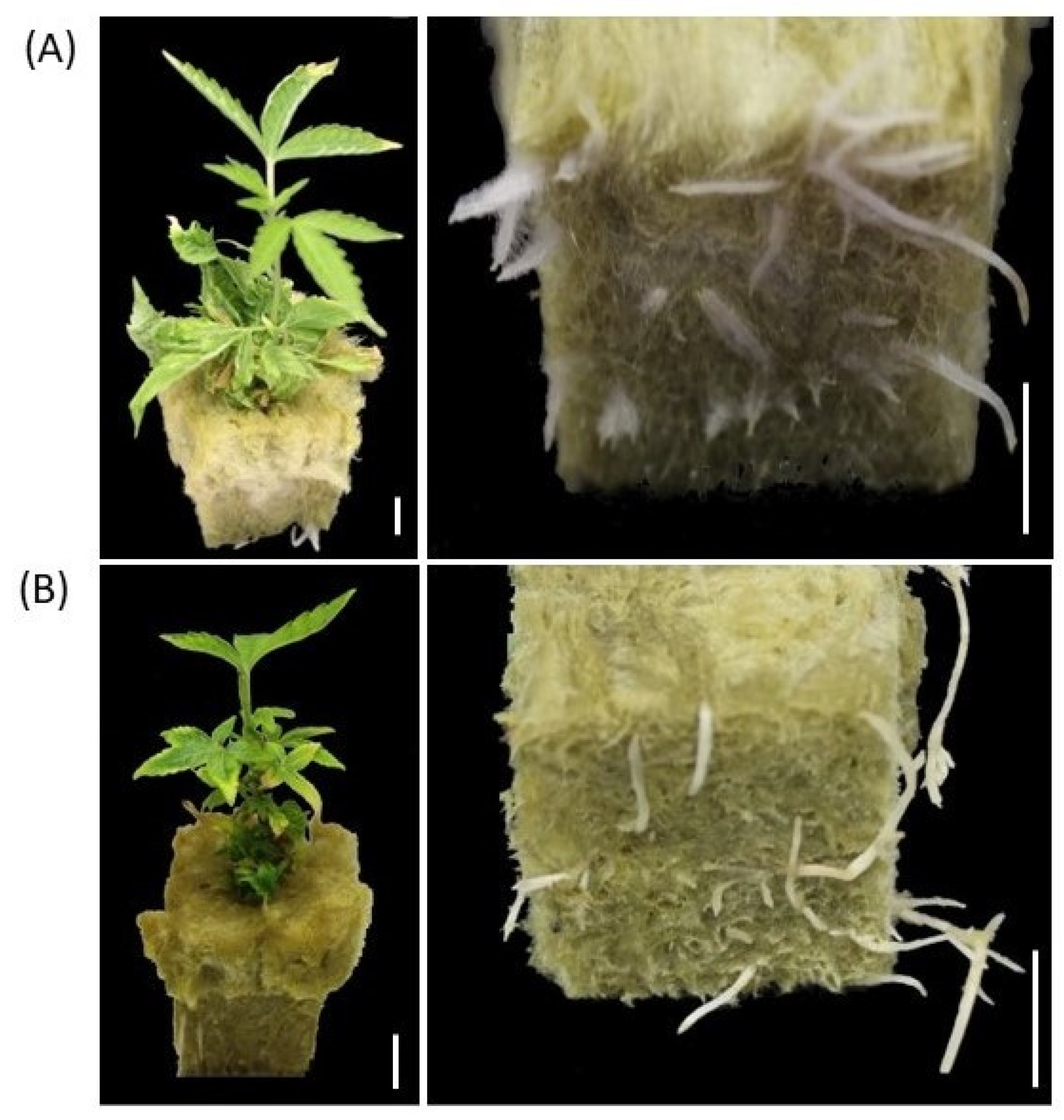 Plants 11 03186 g005 Plants 11 03186 g005