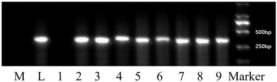 Transgene Was Silenced in Hybrids between Transgenic Herbicide-Resistant  Crops and Their Wild Relatives Utilizing Alien Chromosomes