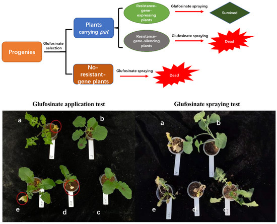 212 LaNd Transgene Was Silenced in Hybrids between Transgenic