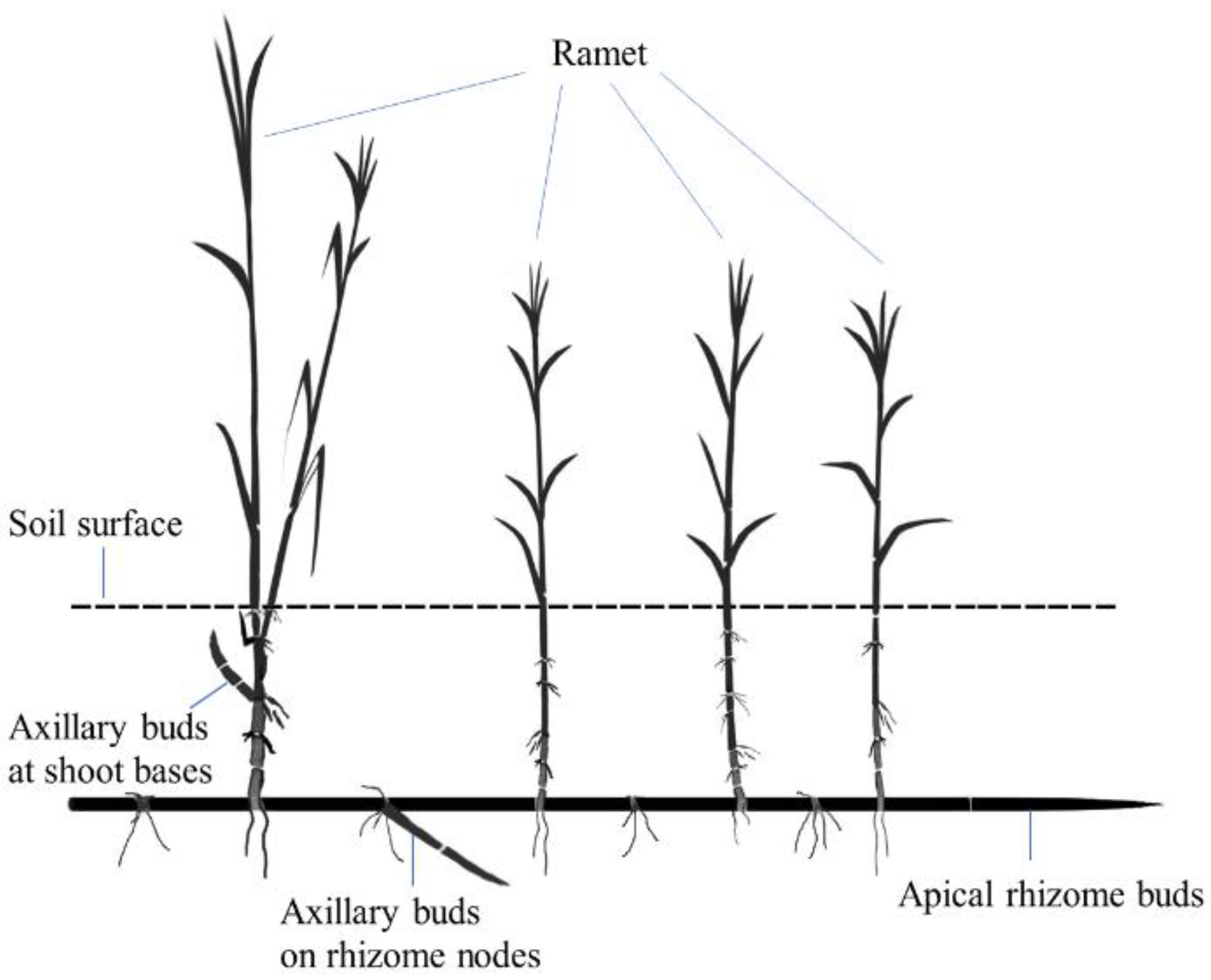 Plants 11 03191 g004 Plants 11 03191 g004