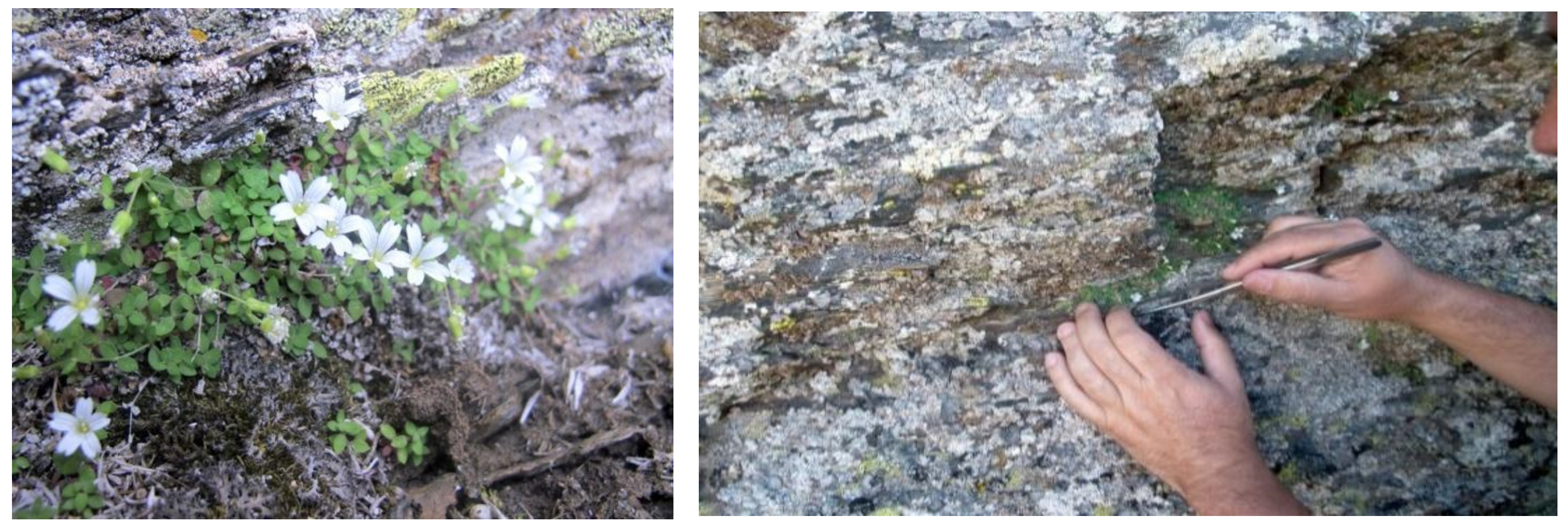 Plants 11 03193 g001 Plants 11 03193 g001